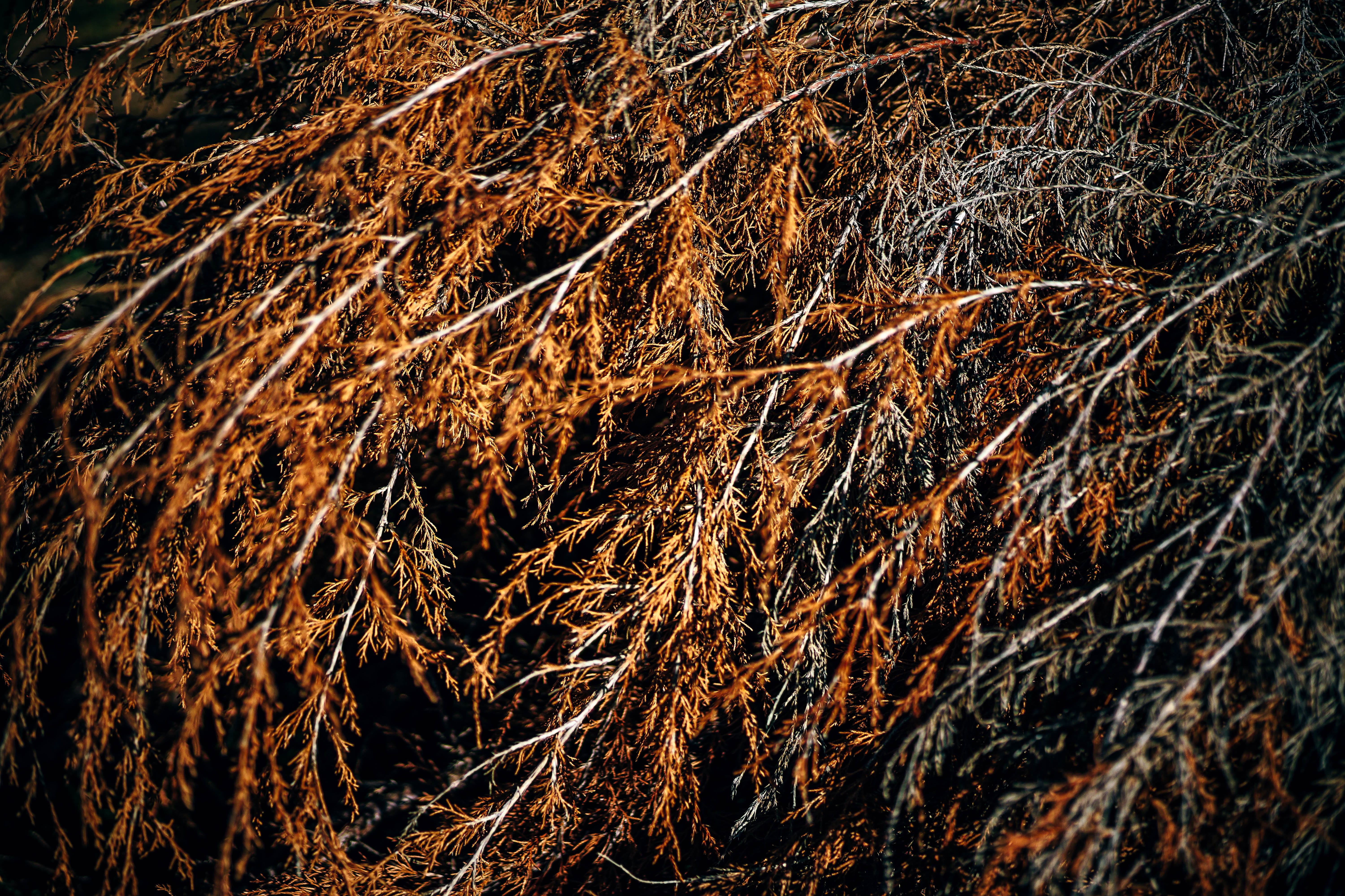 fabric, spruce, color, pine, decay, wooden, stump, tree branches, tranquility, tree, rugged, timber, grey, christmas, full frame, natural, day, HD Wallpaper