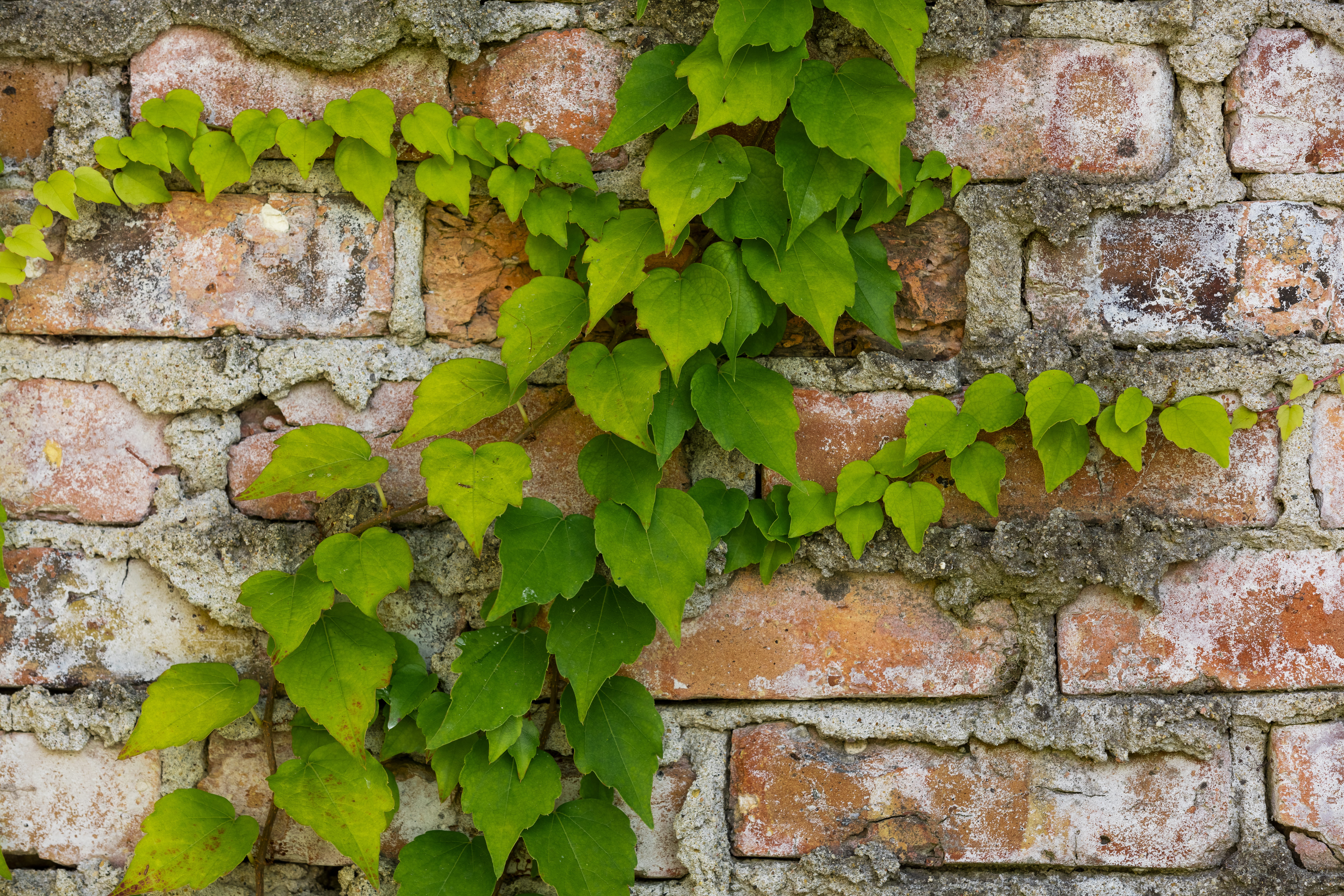 plant part, creeper plant, architecture, brick wall, brick, stone wall, plants, construction, green color, leaf, built structure, contrast, close-up, full frame, HD Wallpaper