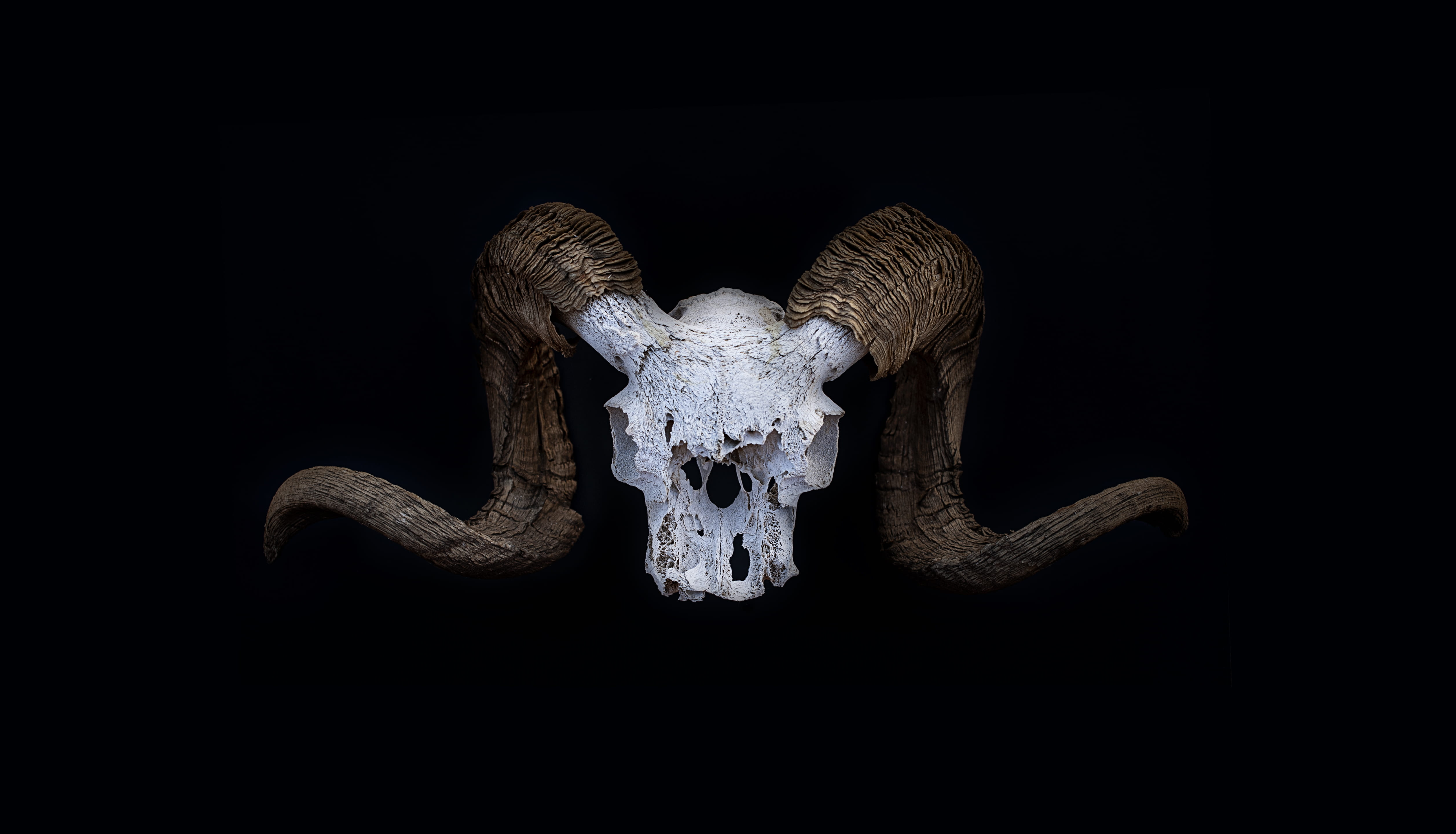 black background, nature, wildlife, markleeville, night, horned, animal head, animal body part, mammal, 4K, horn, animal, representation, animal representation, HD Wallpaper