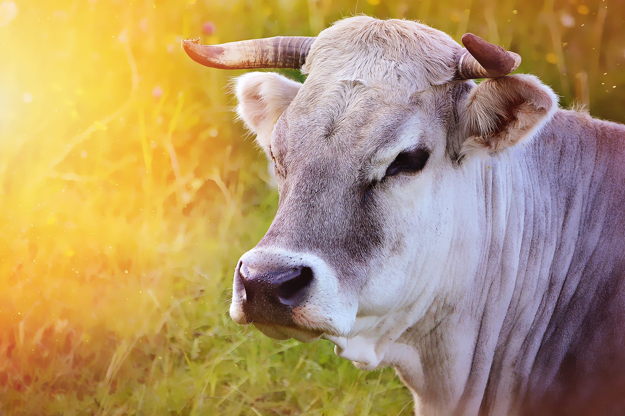 farm, domestic animals, rural Scene, close-up, cattle, horns, pasture, mammal, animal wildlife, out, grass, animal themes, land, animals And Pets, vertebrate, HD Wallpaper