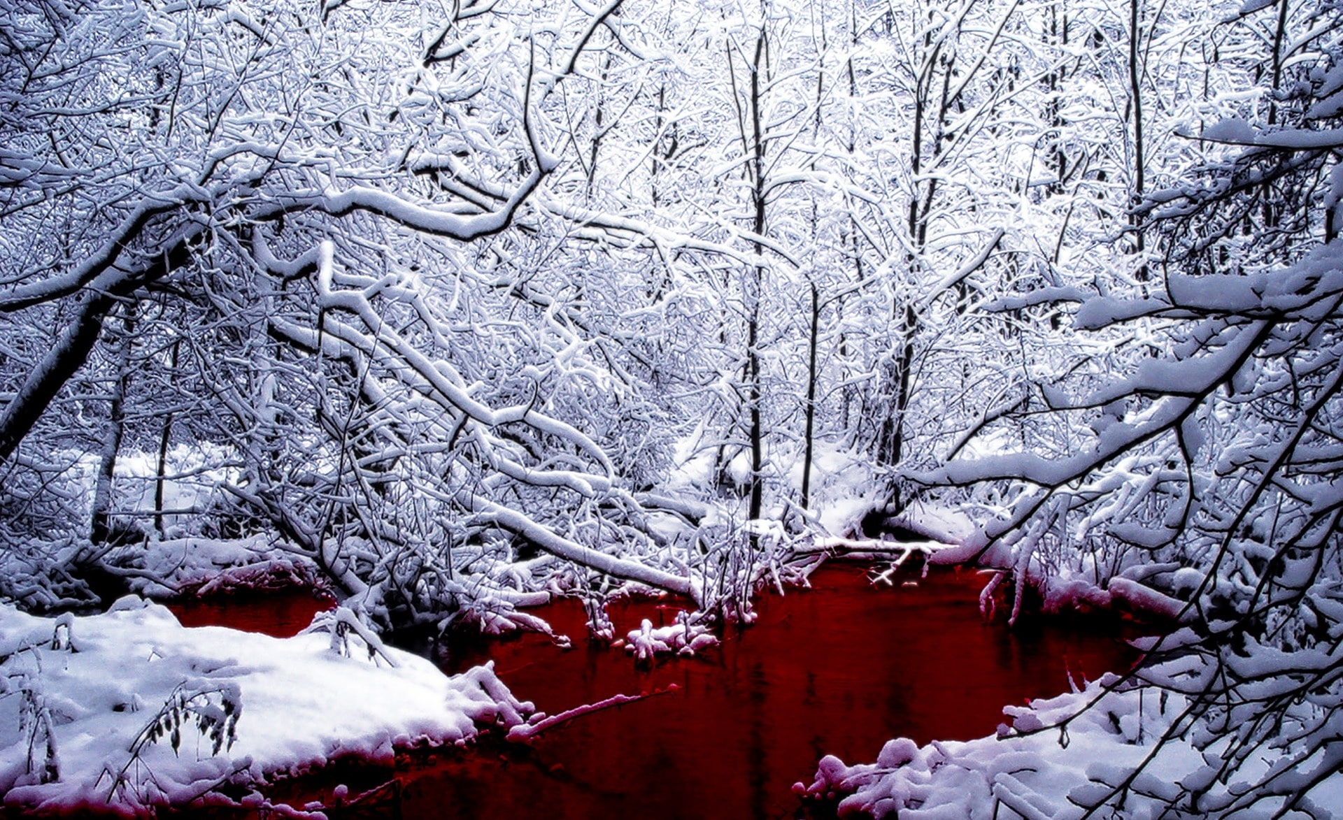1080P, tree, forest, no people, scenics - nature, tranquility, non-urban scene, red, frozen, bloody, snow, day, cool, beauty in nature, woodland, tranquil scene, HD Wallpaper