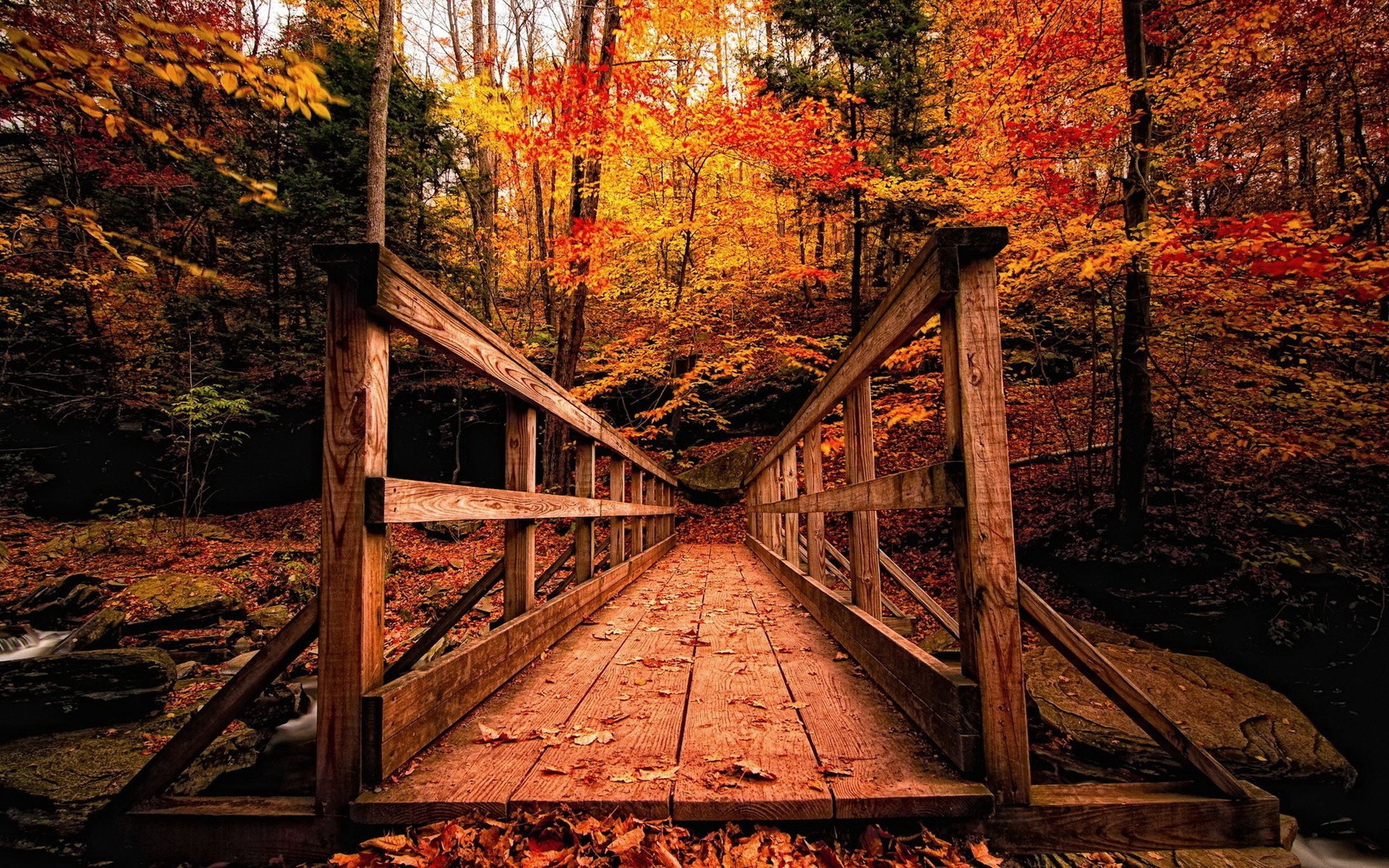 bridge - Man Made Structure, maple Tree, wooden, color Image, outdoors, lush Foliage, direction, footpath, october, day, river, green Color, connection, HD Wallpaper