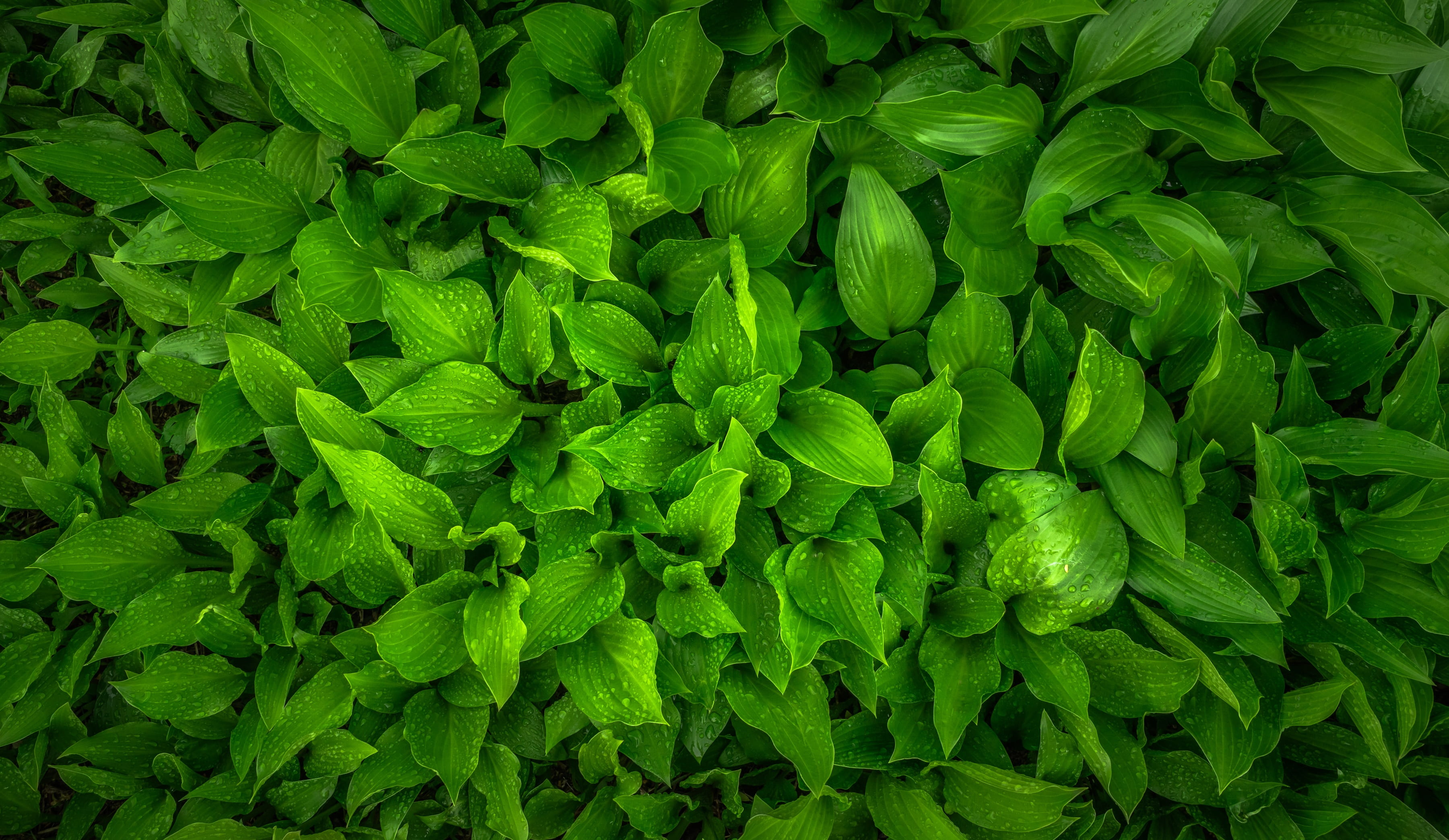 no people, nature, dew, abstract, morning, food, 2K, backgrounds, plant part, abundance, green color, wellbeing, green, plant, herb, growth, plants, vegetable, HD Wallpaper