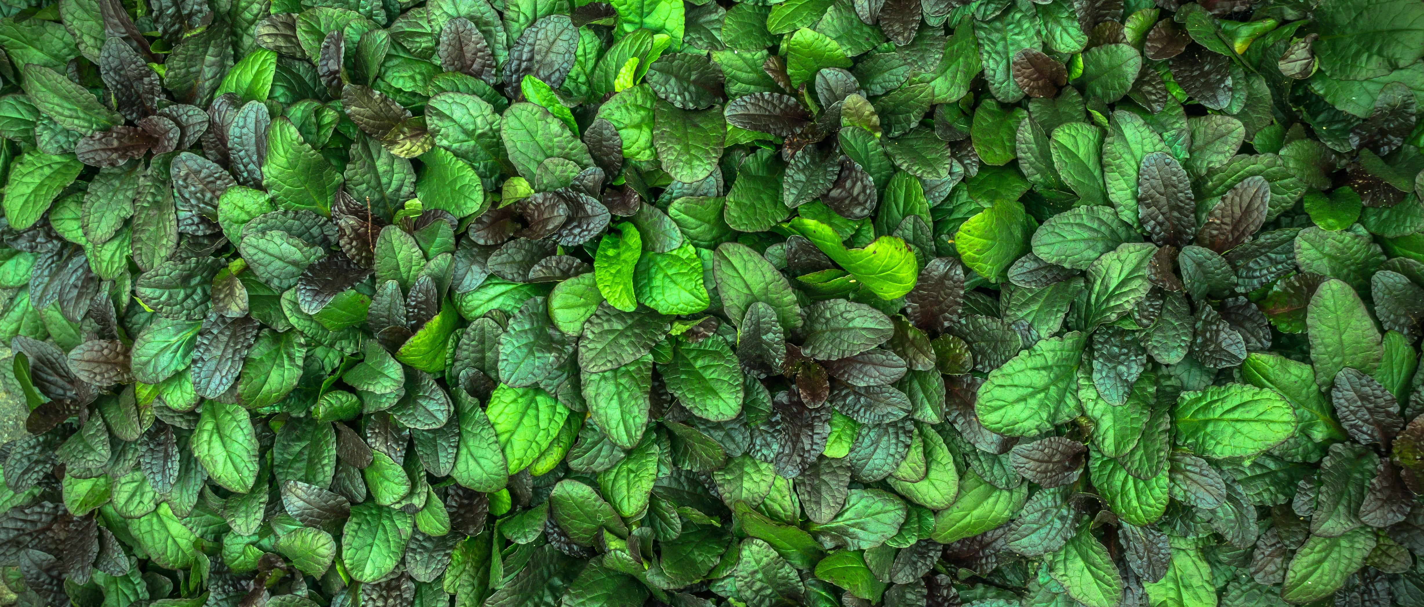plant, hwalyeob, close-up, no people, growth, state of the union, desktop, full frame, tree, nature, texture, pattern, background, 4K, food and drink, HD Wallpaper