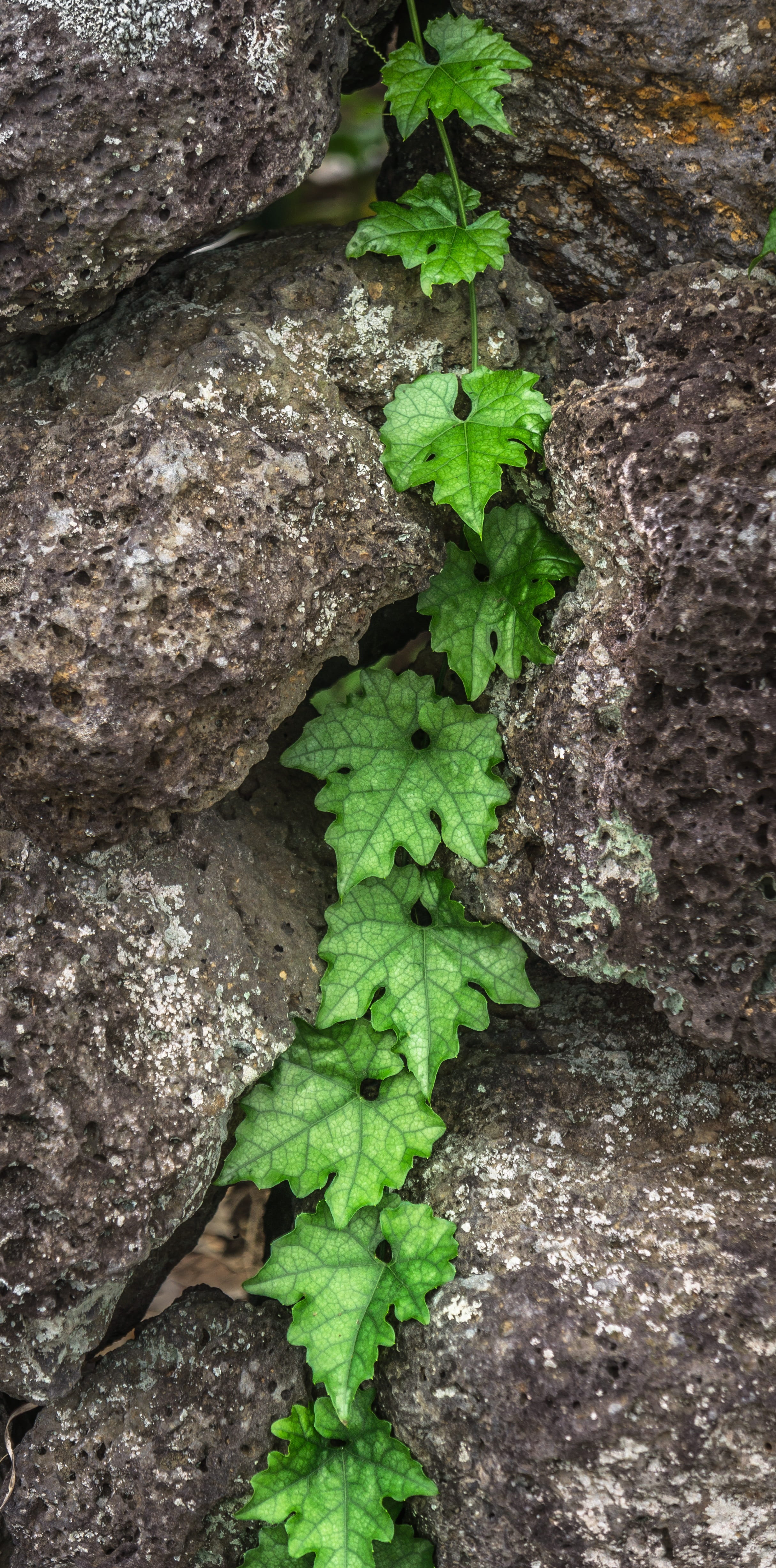 beauty in nature, the leaves, hwalyeob, freshness, abstract, outdoors, close-up, rock, plant part, stone wall, selective focus, day, textured, damme, plants, Phone HD Wallpaper