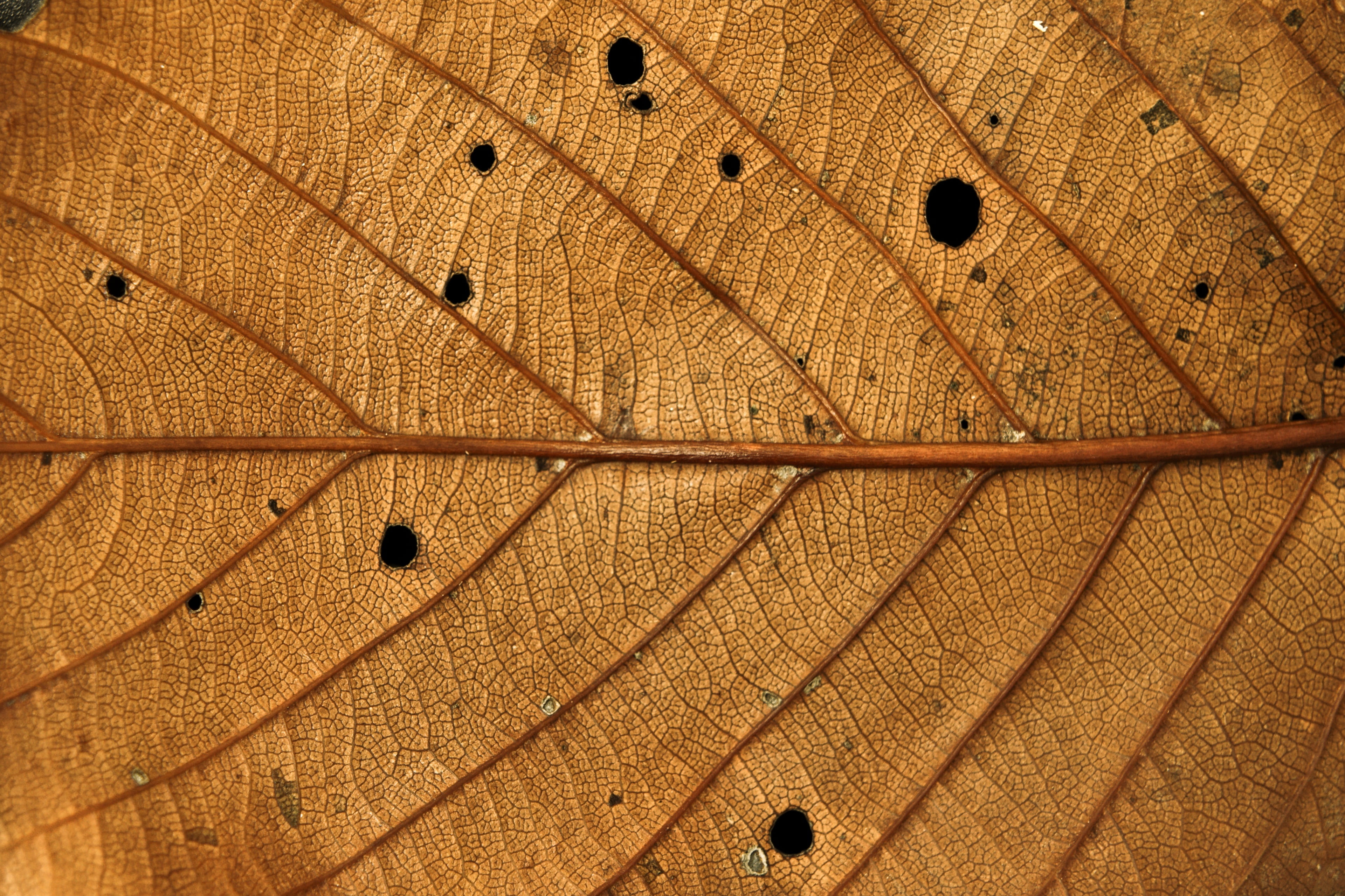 striped, shape, plant, abstract, leaf, closeup, macro, no people, season, leaf Vein, yellow, no holes barred, decoration, sunlight, orange color, hwalyeob, HD Wallpaper