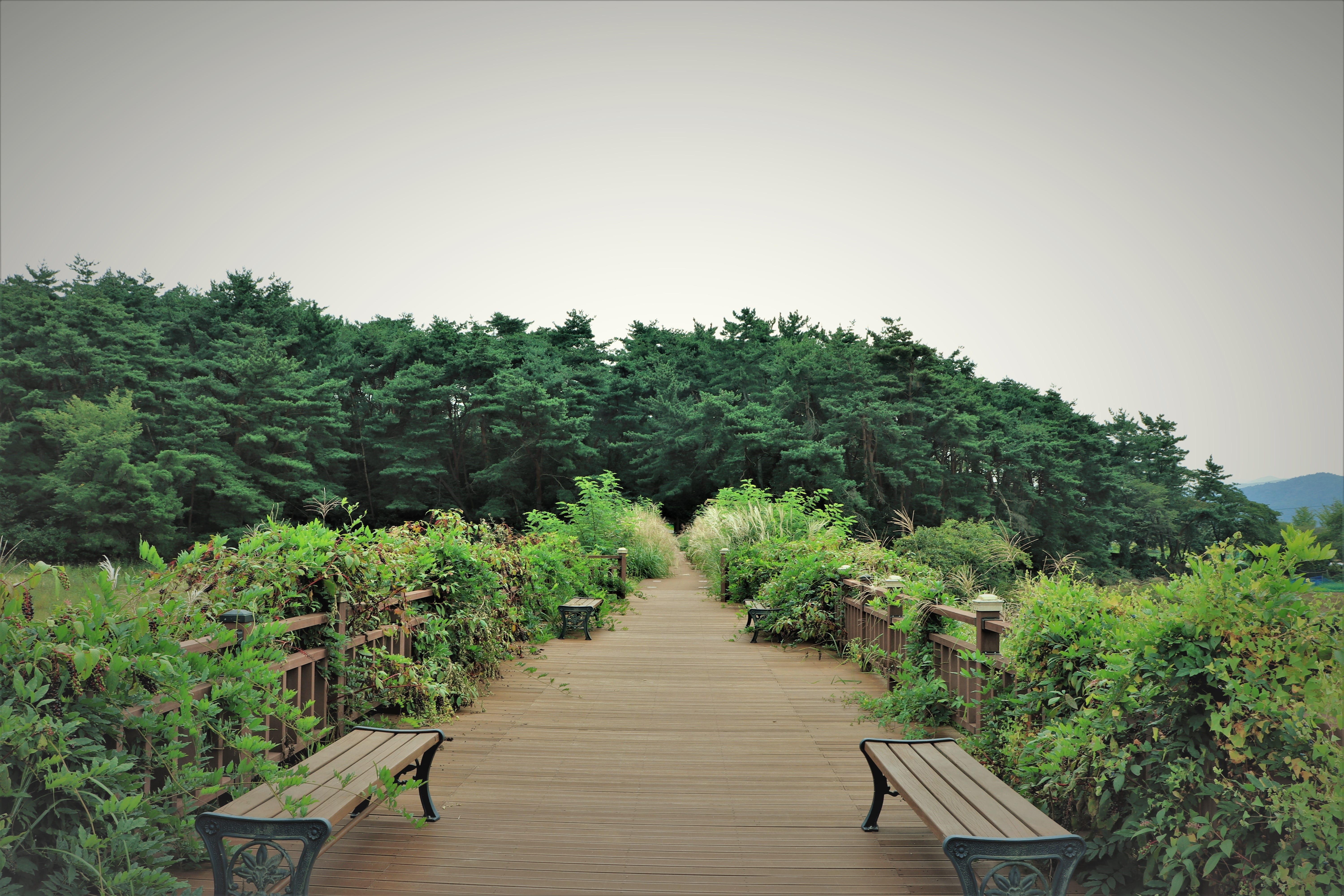 legs, bridge, lush foliage, climbing, bench, 5K, blue, the way they, green color, serene, bark, bench them, walking, pattern, calm, texture, diminishing perspective, HD Wallpaper