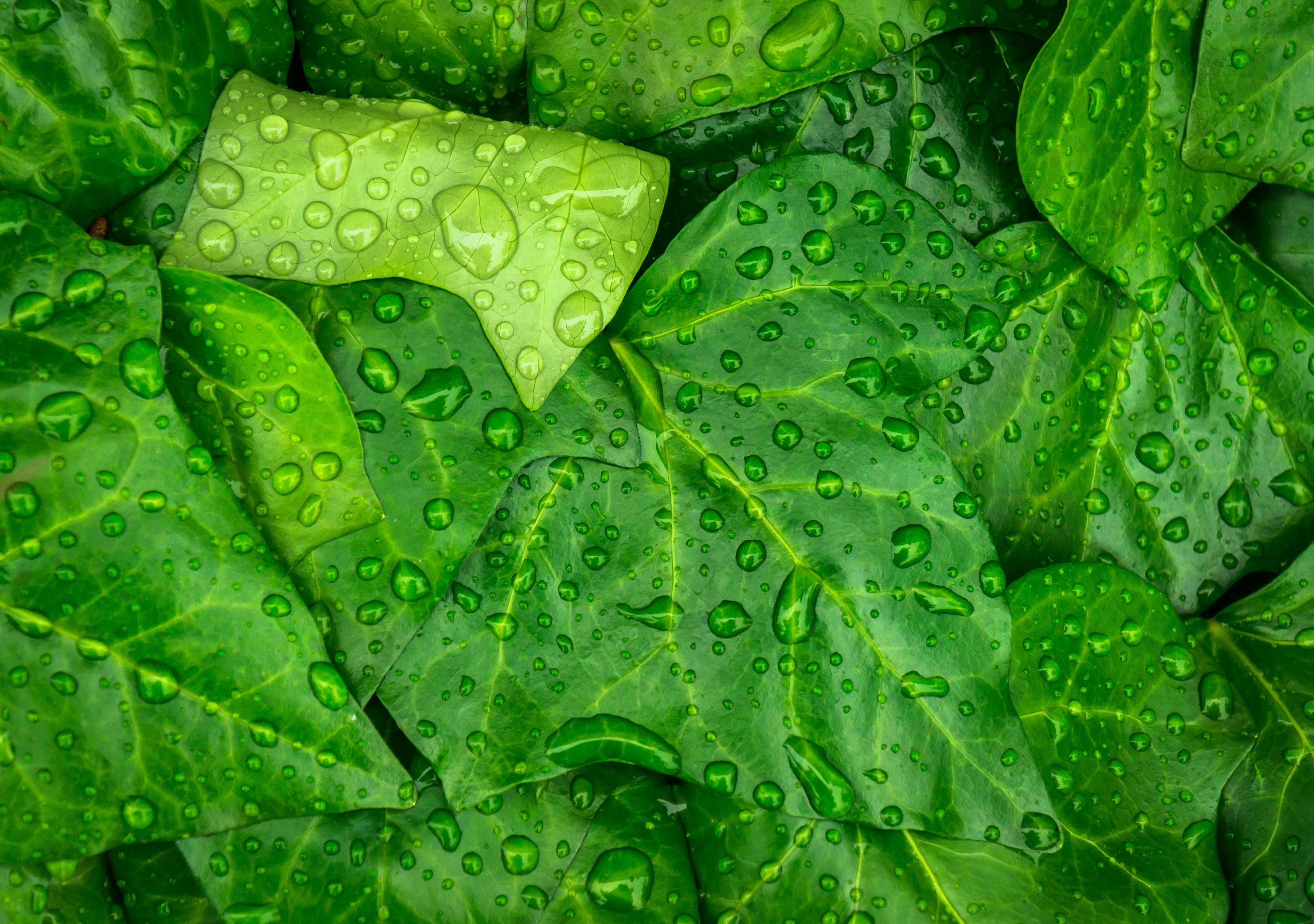 green, ivy, backgrounds, drop, outdoors, leaf, wet, dew, no people, growth, nature, beauty in nature, water, freshness, green color, trickle, plants, pattern, HD Wallpaper