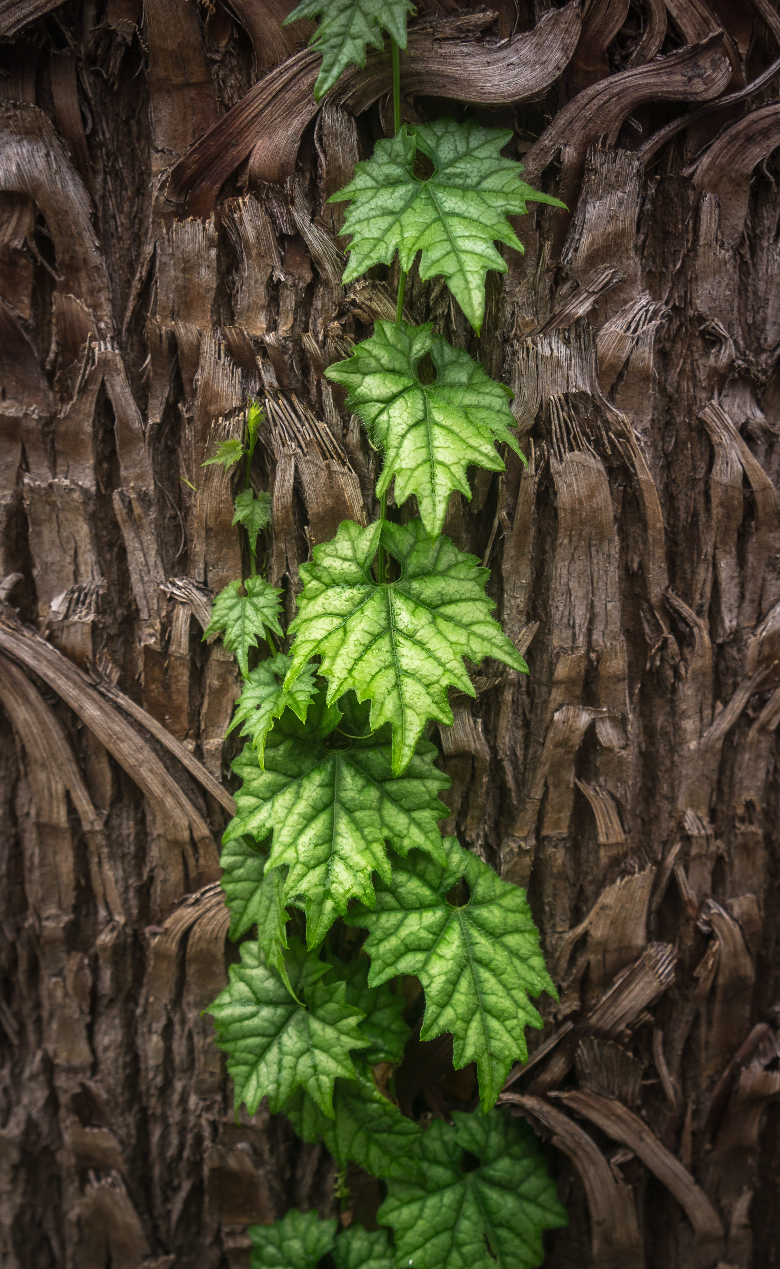 day, natural pattern, nature, hwalyeob, backgrounds, wood - material, bark, tree trunk, leaf, growth, green, palm tree, ivy, close-up, outdoors, textured, Phone HD Wallpaper