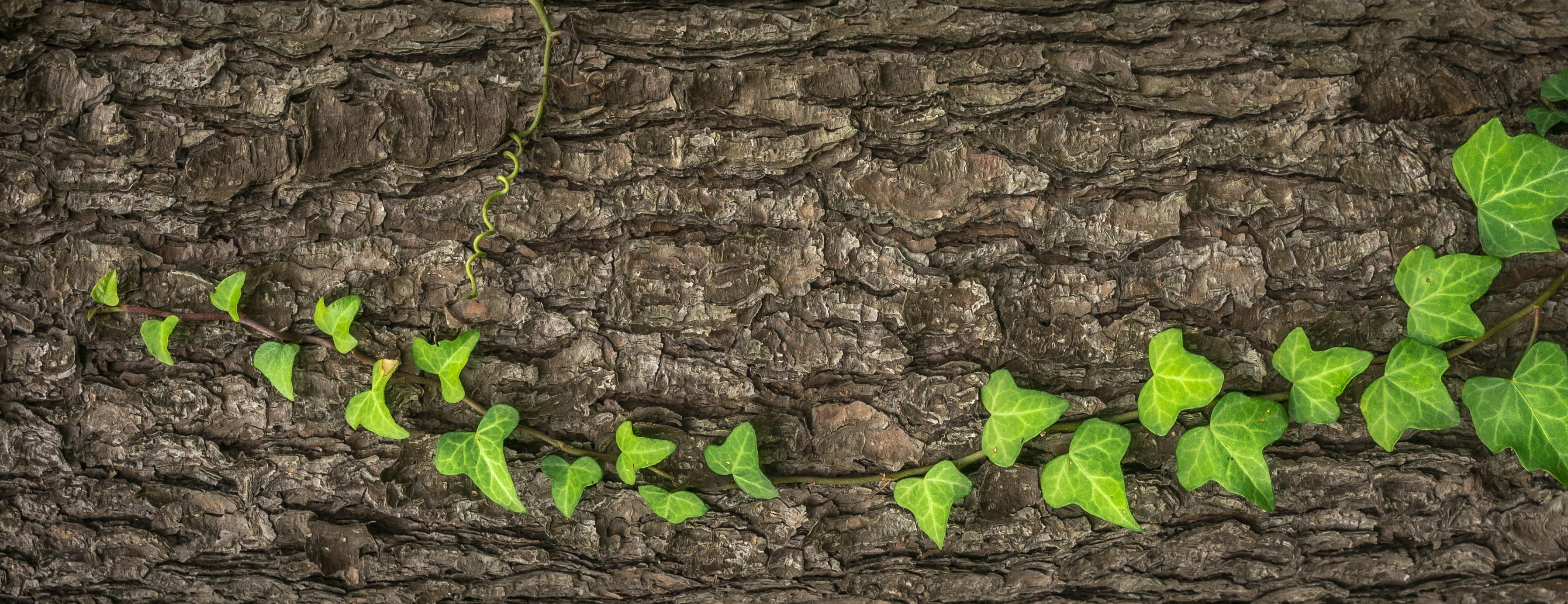 trunk, growth, 2K, nature, plants, beauty in nature, backgrounds, green, outdoors, tree trunk, leaf, close-up, plant part, green color, day, field, the leaves, HD Wallpaper