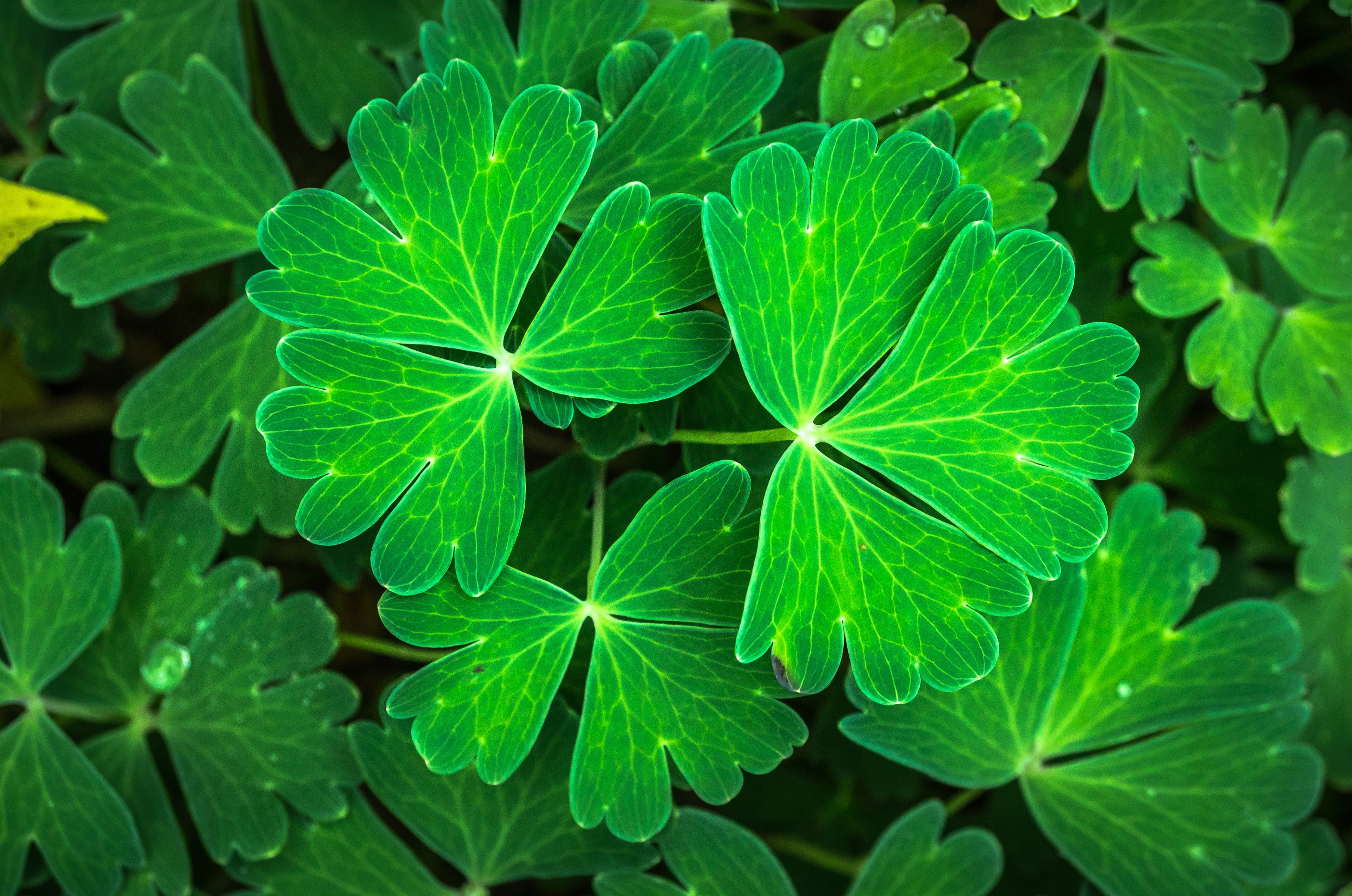 garden, photo, natural pattern, dew, food and drink, food, herb, growth, leaves, state of the union, botany, abstract, outdoors, day, beauty in nature, HD Wallpaper