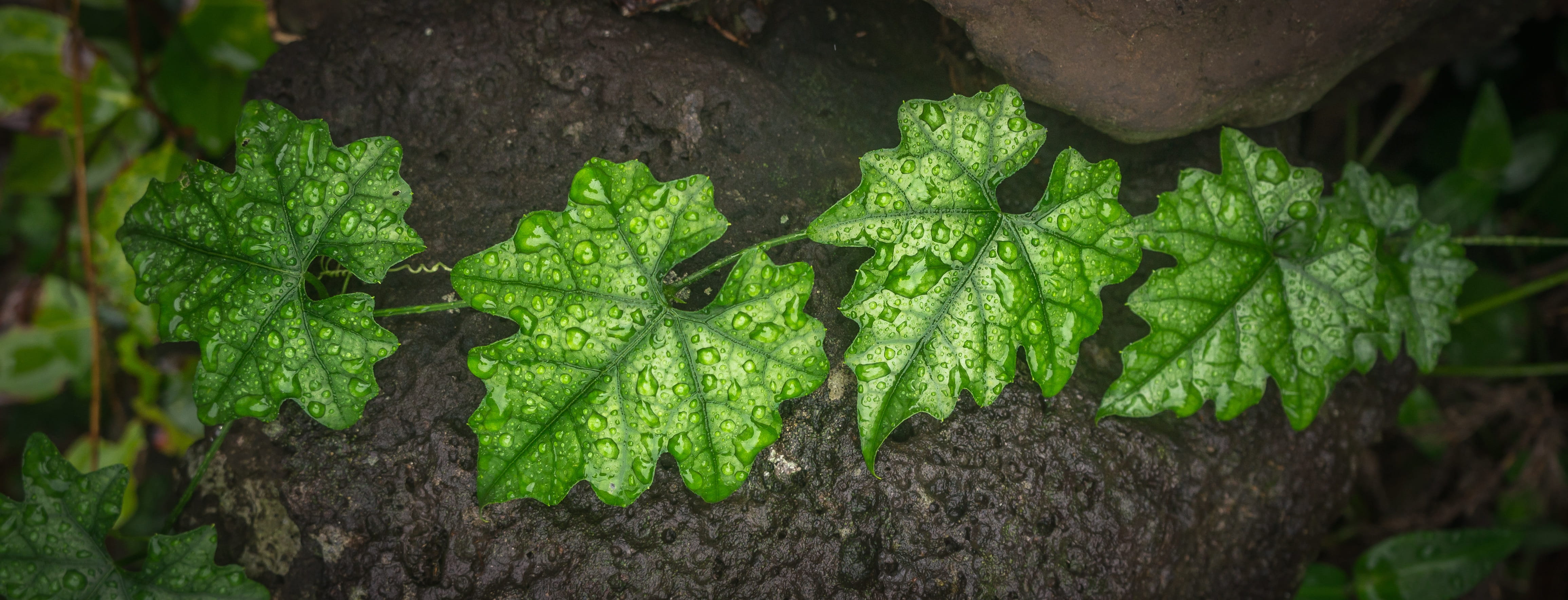 plant part, tree, tree trunk, day, food and drink, wet, leaves, vine, food, raindrops, the leaves, trunk, no people, stone wall, water, abstract, growth, HD Wallpaper