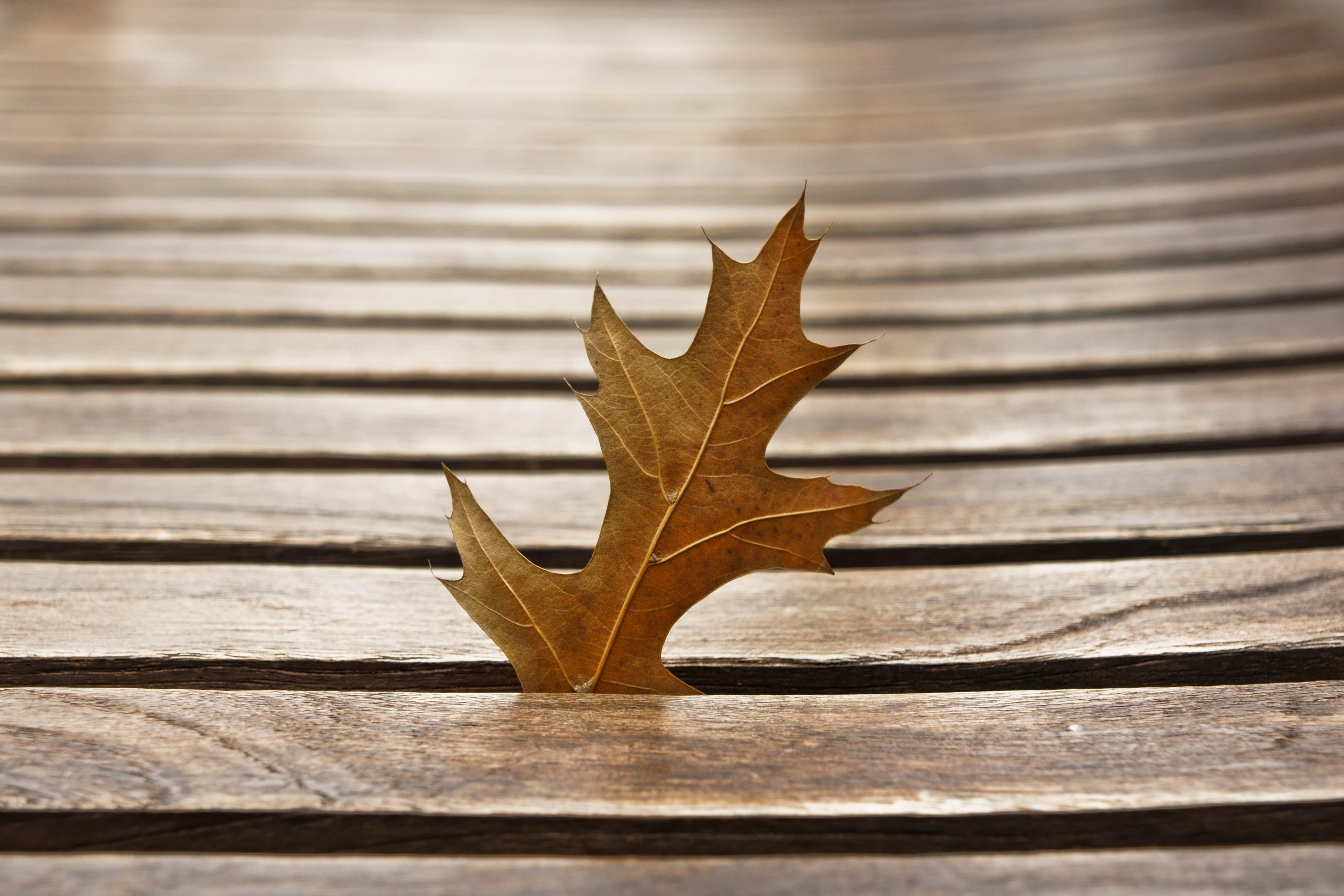 brown, single object, plants, plant part, leaf, nature, 4K, close-up, pattern, autumn, indoors, no people, decoration, table, the leaves, natural condition, HD Wallpaper