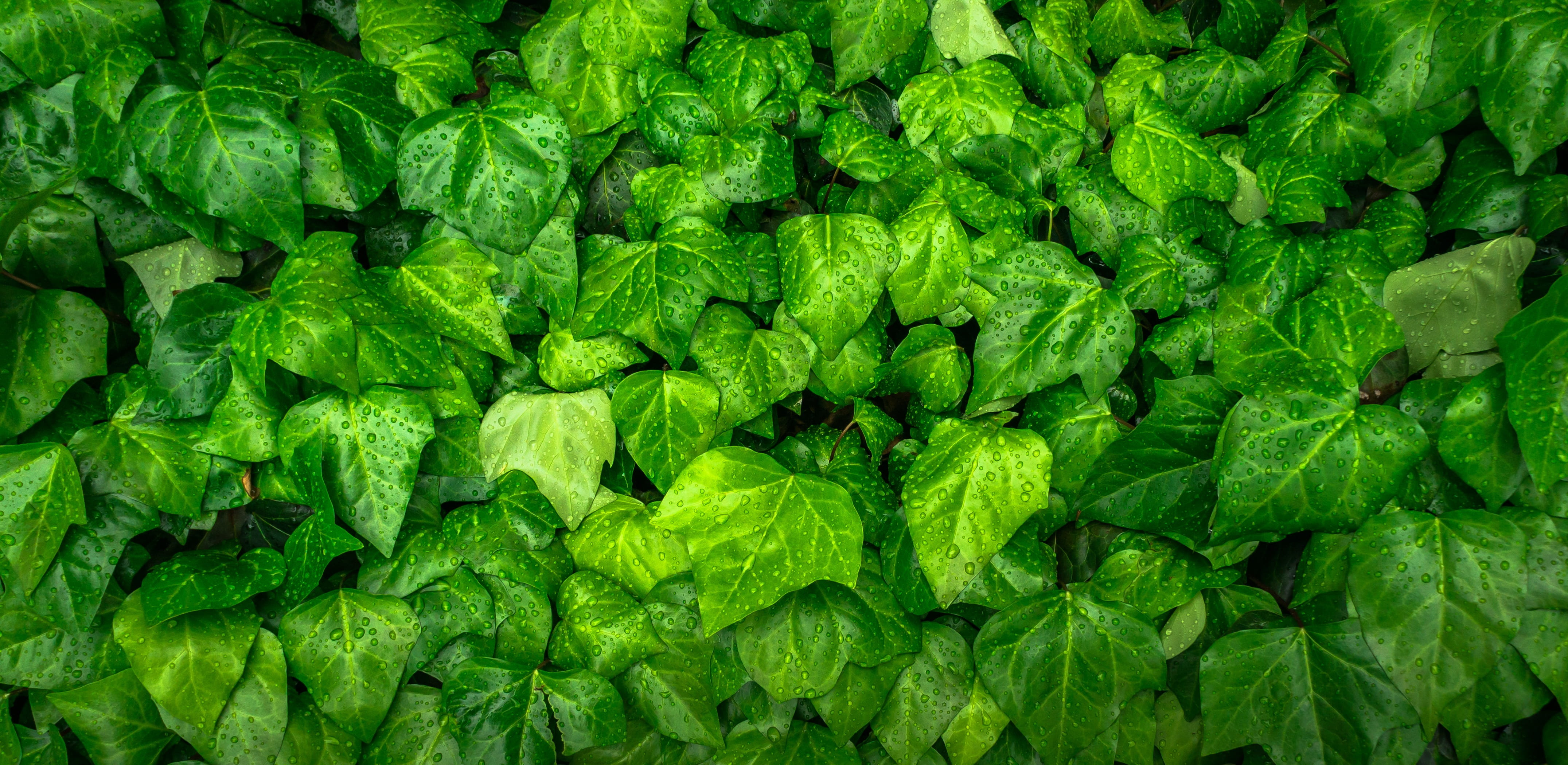 hwalyeob, wellbeing, nature, backgrounds, trickle, food, ivy, growth, close-up, 4K, green, vegetable, freshness, directly above, abundance, plant, plant part, HD Wallpaper