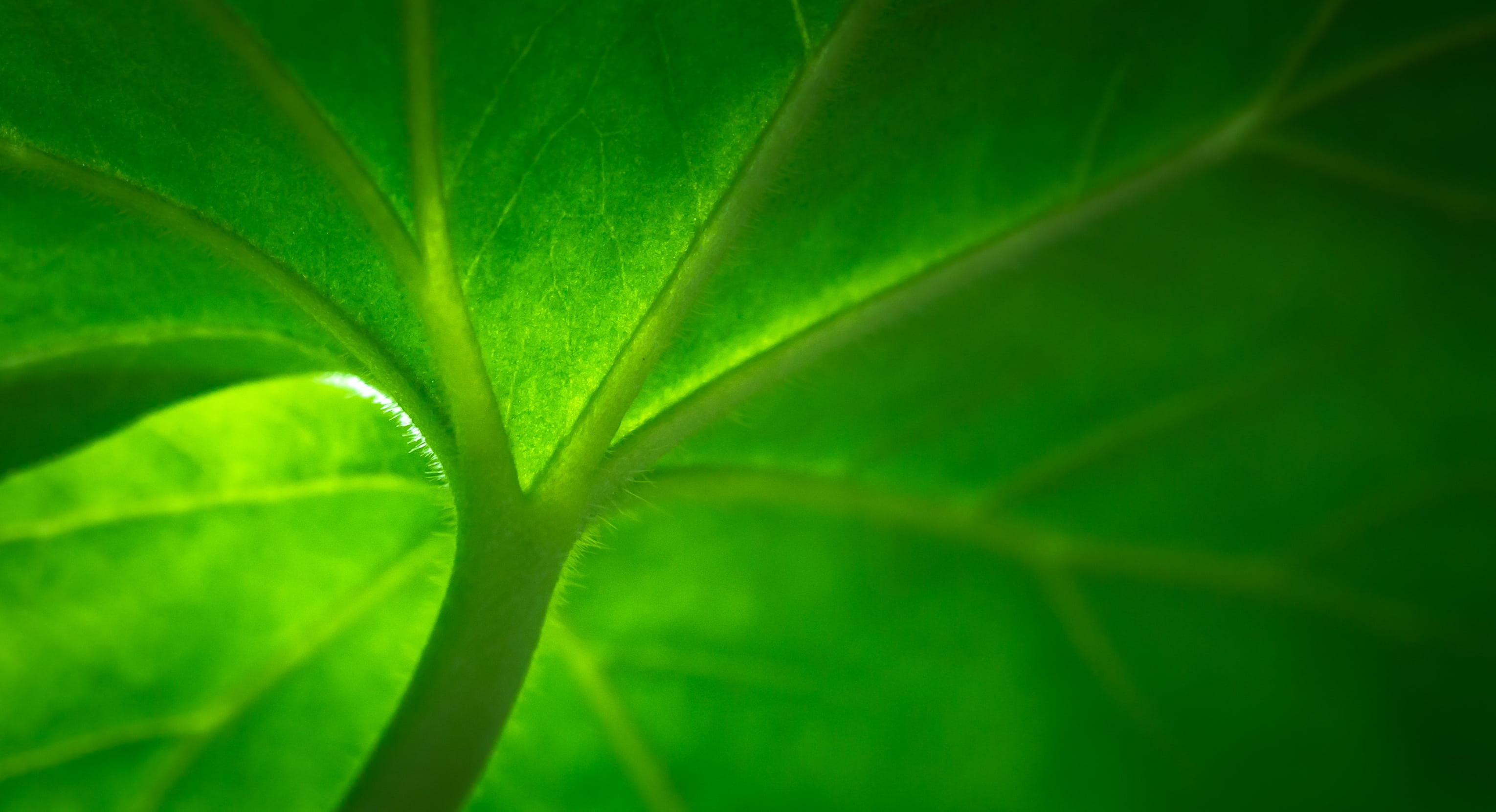 herb, close-up, macro, 2K, the leaves, plant, closeup, beauty in nature, morning, stem, textured, black background, drop, hwalyeob, green, no people, leaf, HD Wallpaper