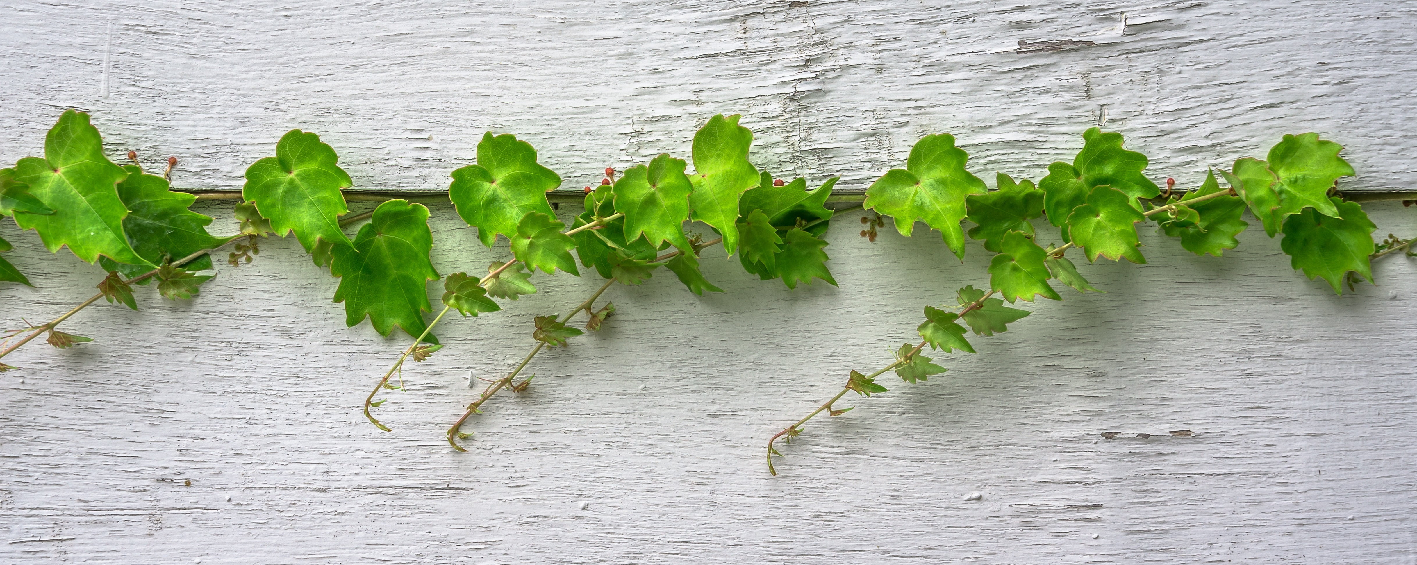 abstract, plant, plants, spring, close-up, damme, leaves, floating on water, leaf, green color, freshness, lake, wall, hwalyeob, growth, planks, wood, ivy, HD Wallpaper