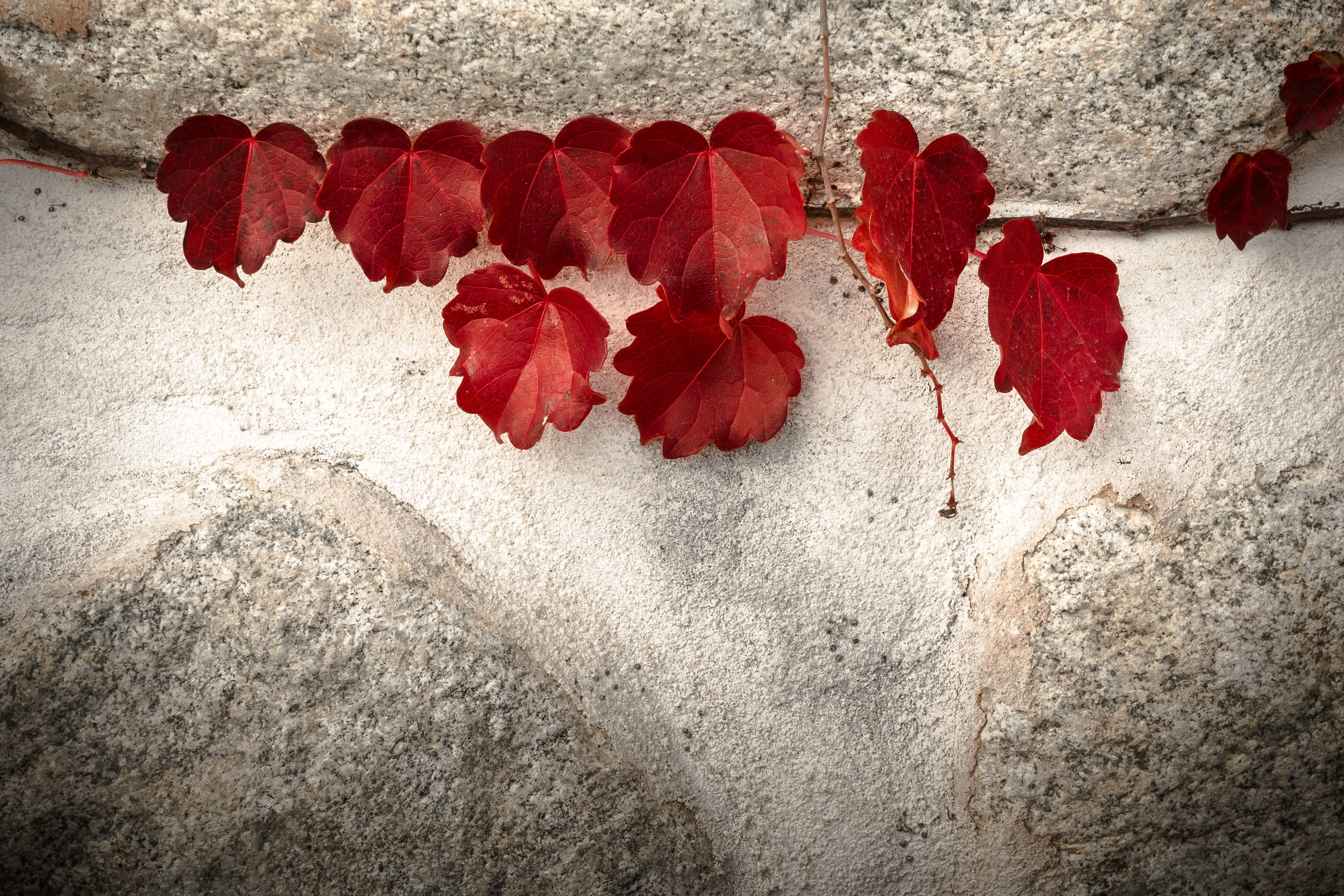 ivy, pattern, flower, building exterior, backgrounds, nature, plants, hwalyeob, plant part, old, leaves, built structure, architecture, no People, rough, HD Wallpaper