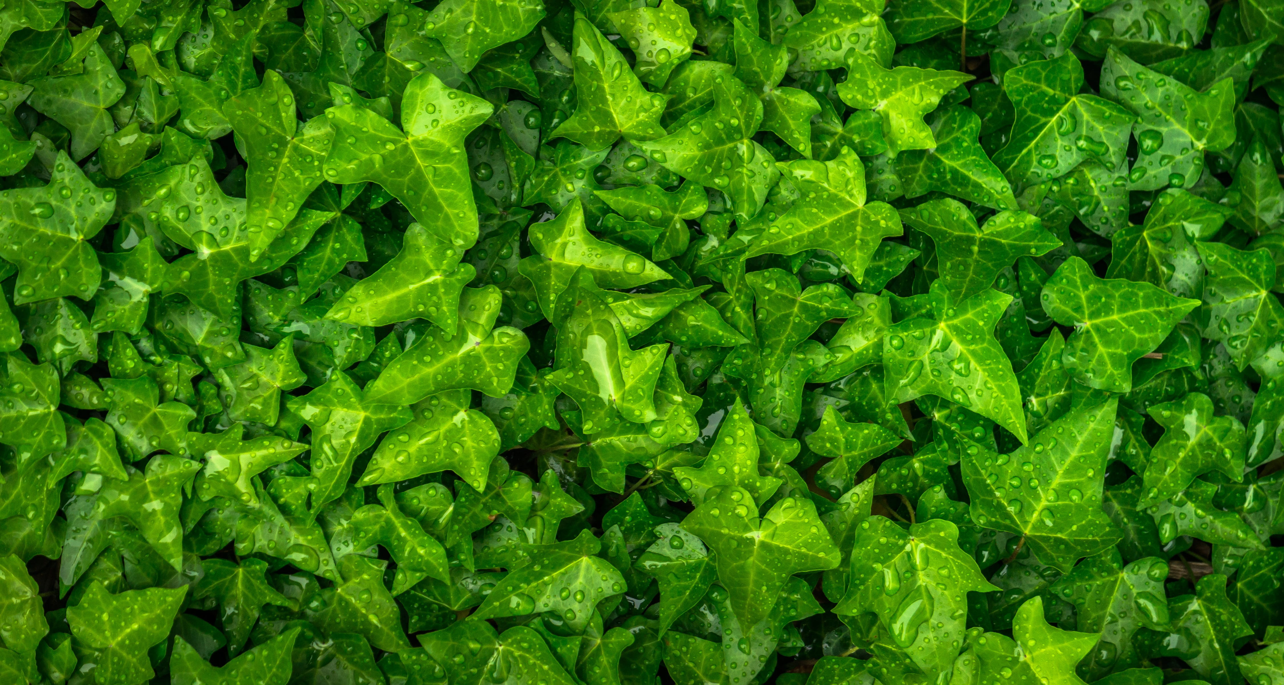 vegetable, green, outdoors, high angle view, green color, no people, hwalyeob, backgrounds, food and drink, day, directly above, full frame, leaf, dew, HD Wallpaper
