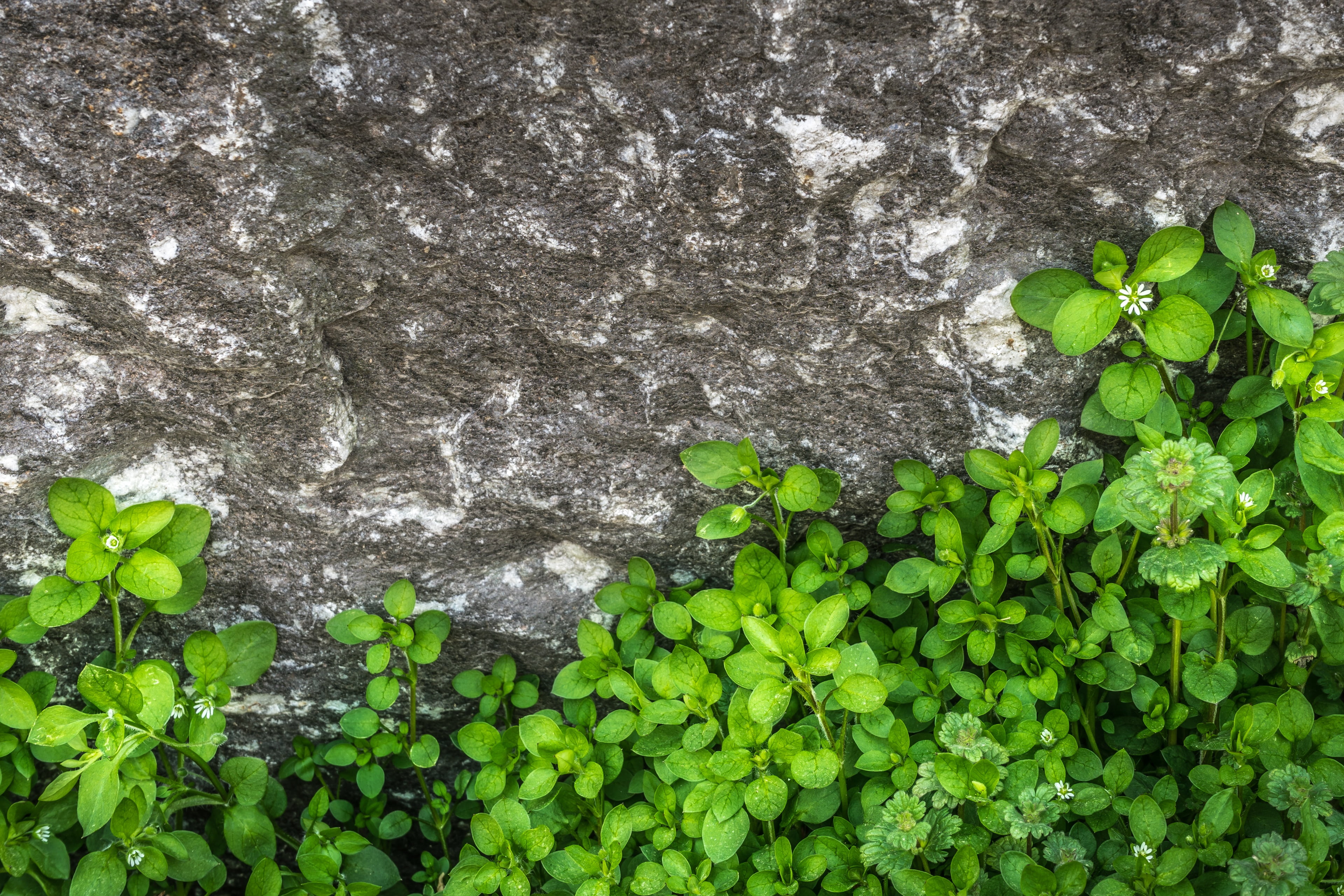 architecture, rough, day, green Color, plants, formation, state of the union, stone, built structure, texture, leaf, close-up, plant, growth, wall - building feature, HD Wallpaper