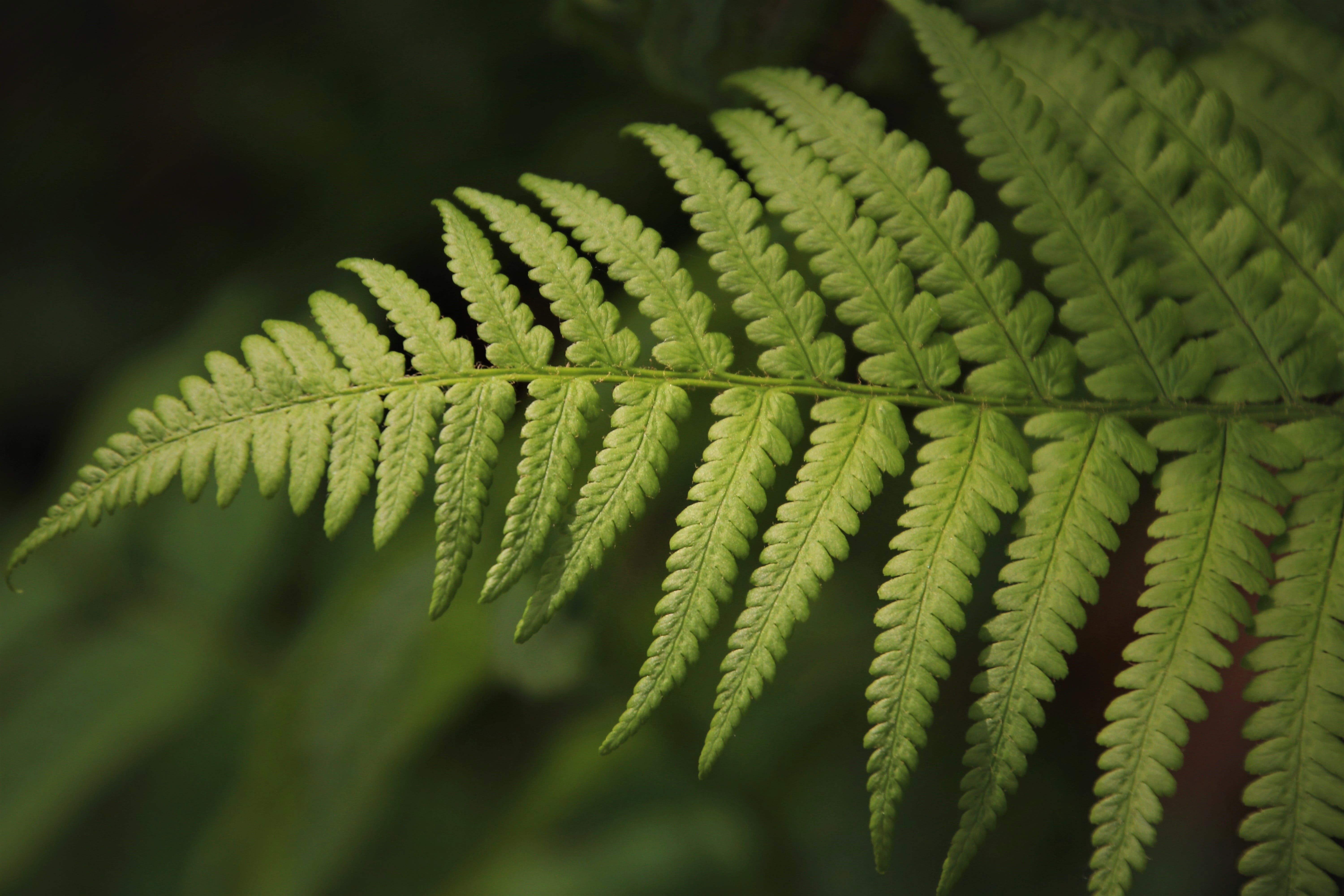 plant part, filigree, tender, selective focus, fern, textured, arboretum, fiddlehead, green, pattern, leaves, leaf, a little bit, focus on foreground, green color, HD Wallpaper