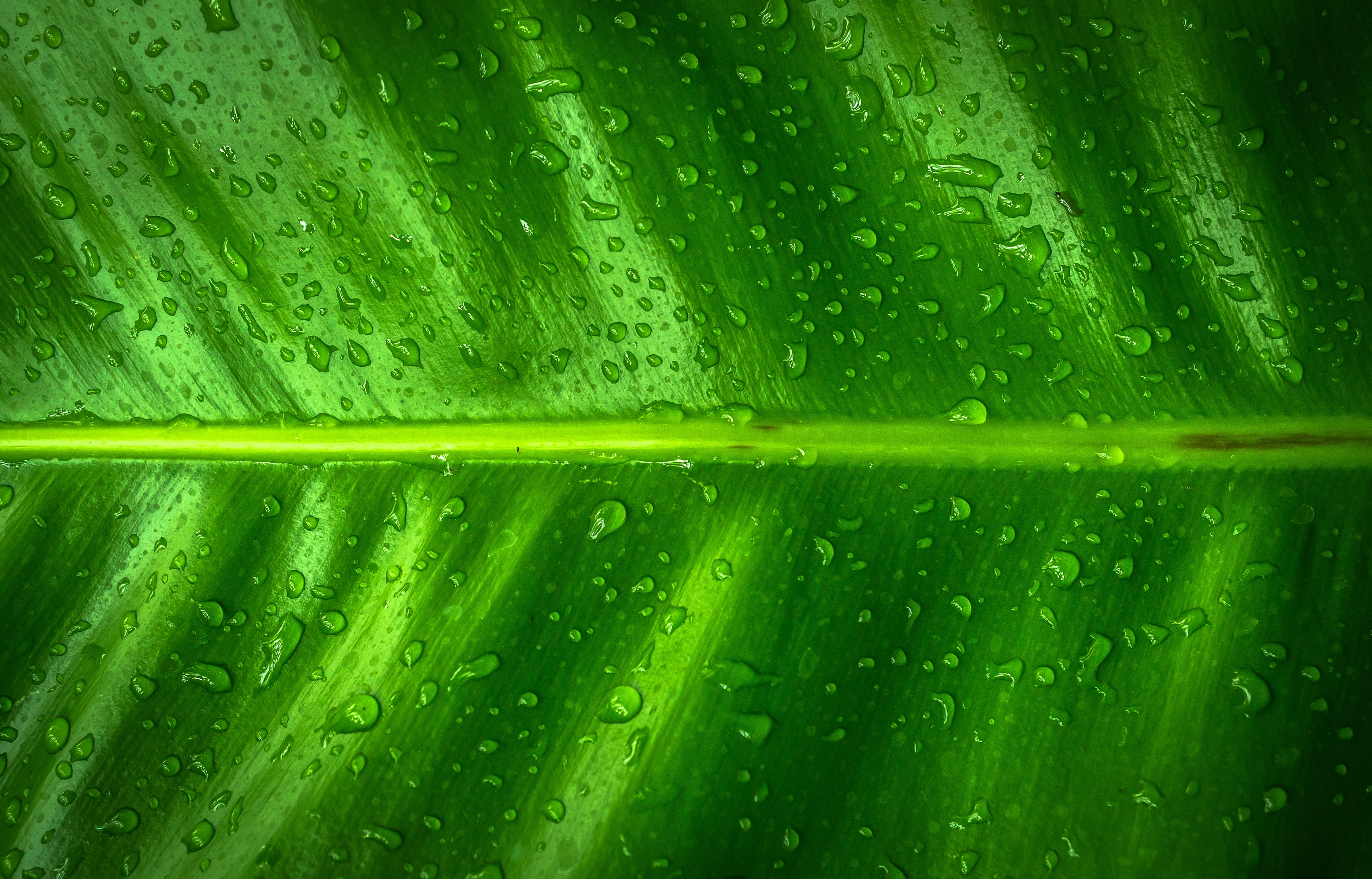 no people, plant, texture, 4K, dew, full frame, drop, backgrounds, wellbeing, growth, leaf vein, environment, nature, trickle, raindrop, non, rain, purity, HD Wallpaper
