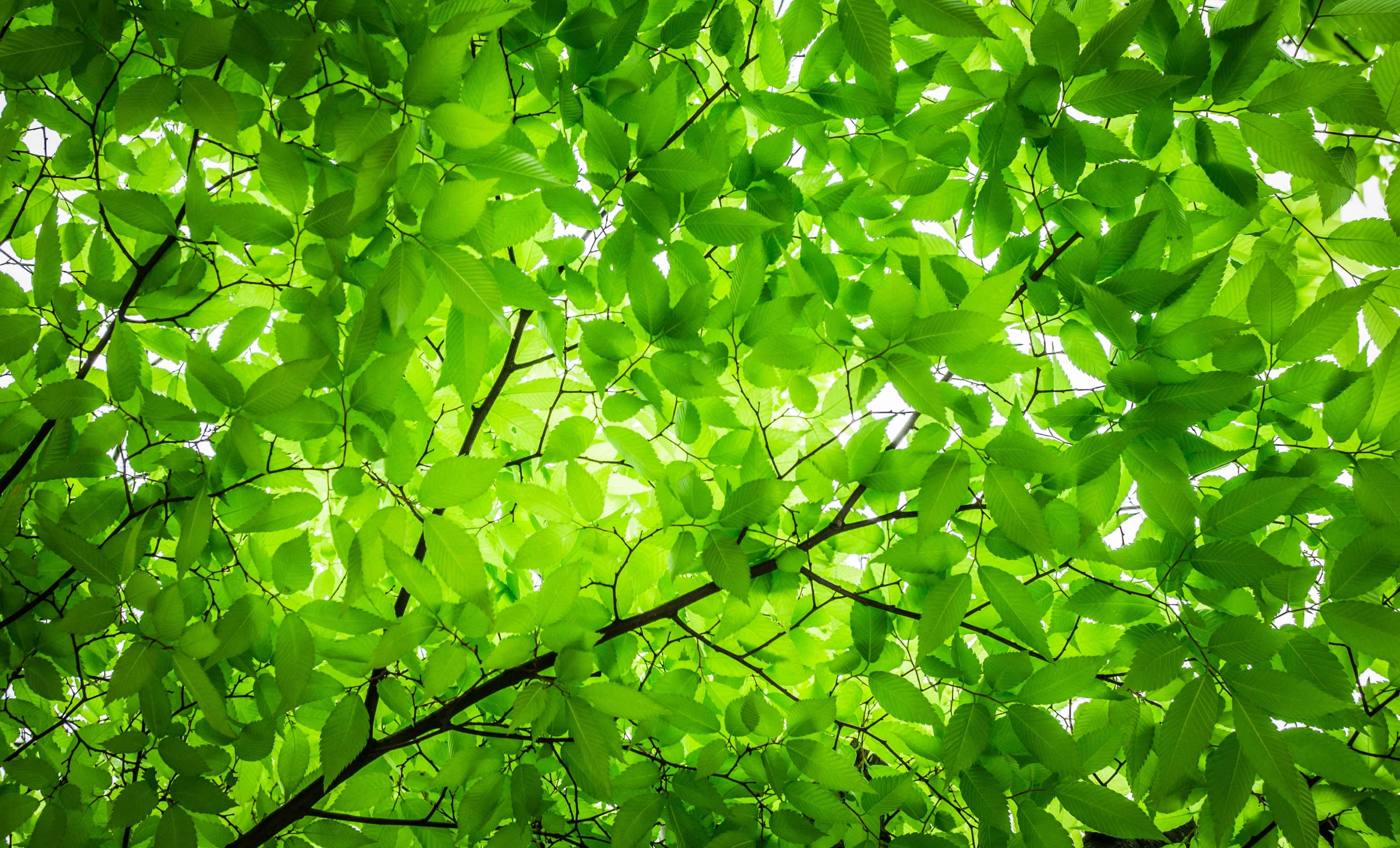 in the forest, wood, plant part, tree, hwalyeob, arboretum, freshness, abstract, directly below, sunlight, backgrounds, state of the union, outdoors, food, HD Wallpaper