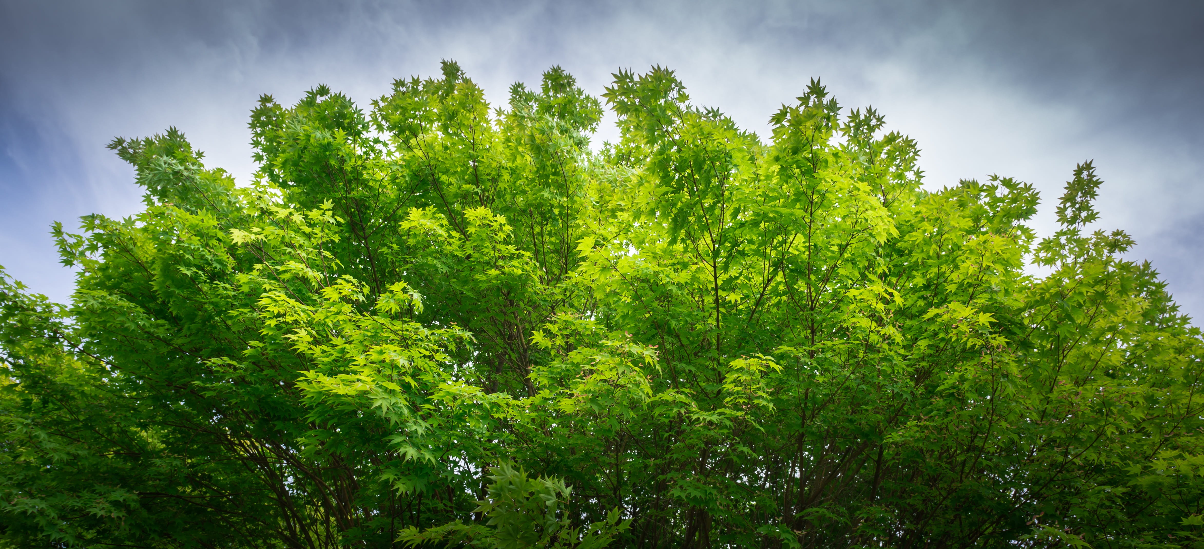 green, cloud - sky, wood, green color, state of the union, outdoors, beauty in nature, tree, land, summer, 4K, no people, the leaves, hwalyeob, abstract, HD Wallpaper