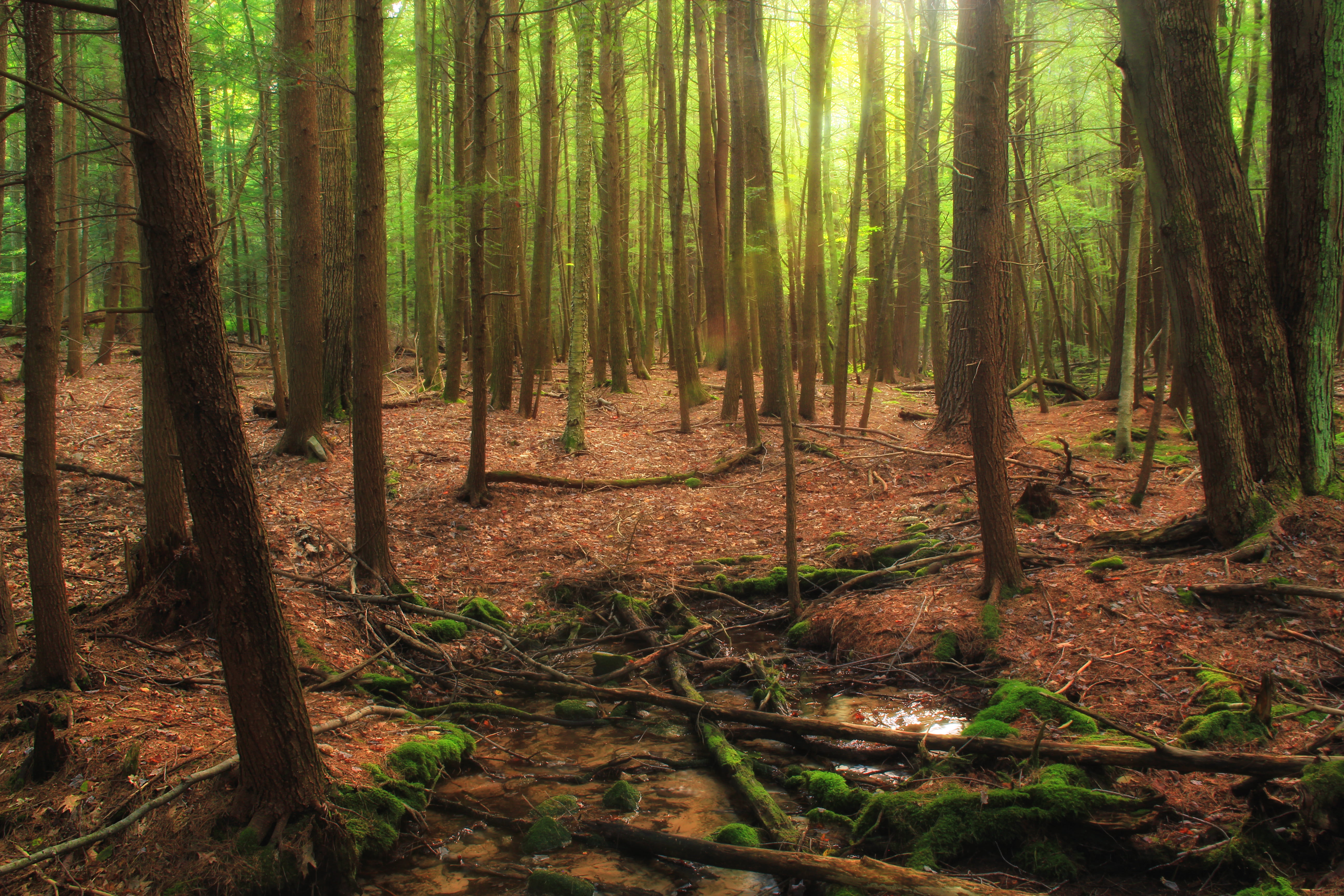 Bald Eagle State Forest, Union County, Hydric, forest, tree, Pennsylvania, trees, green, creative commons, landscape photography, green Color, palustrine, HD Wallpaper