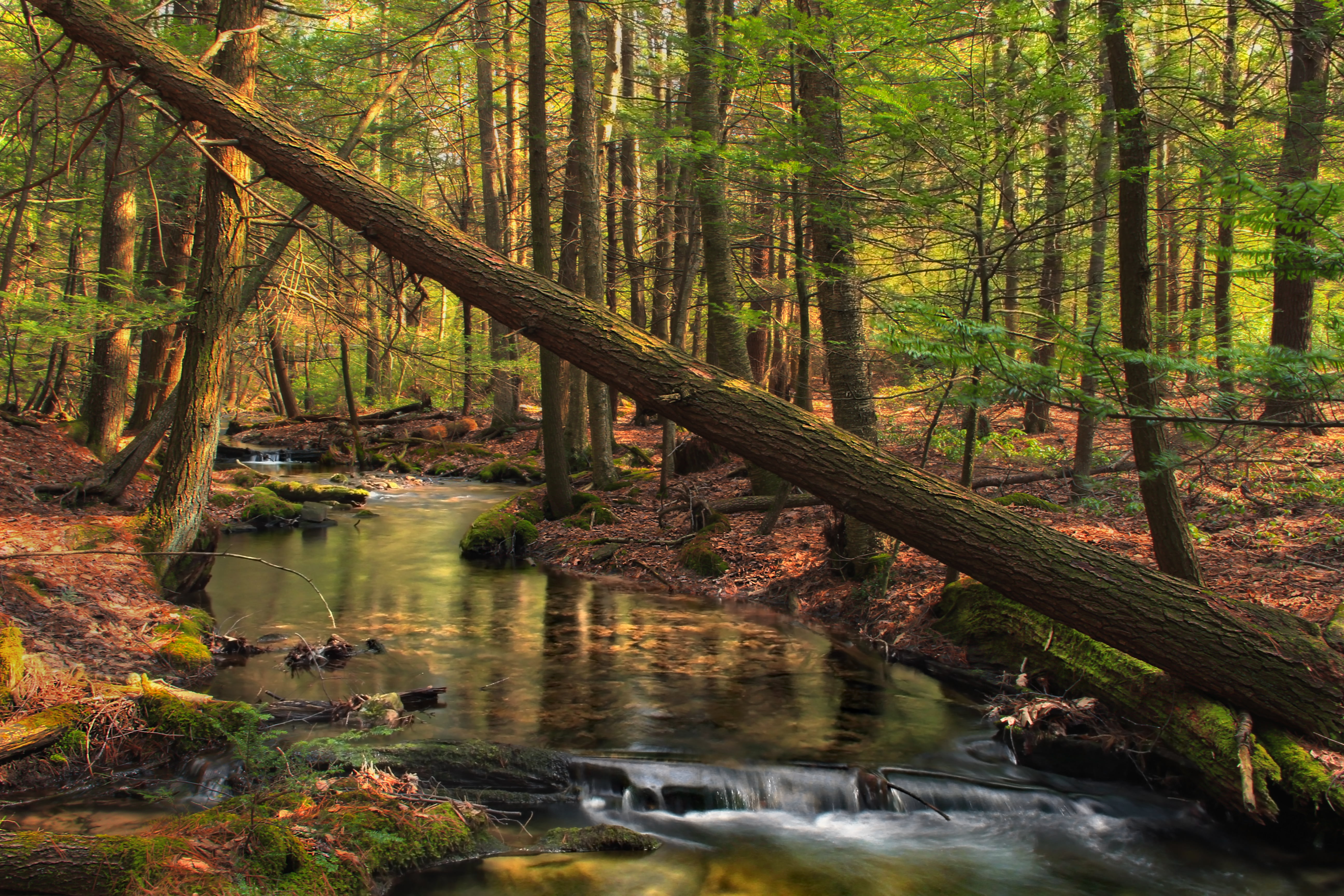 tree, outdoors, moss, Spruce Run, leaf, beauty In Nature, woodland, body of water, trees, Gap  creek, nature, Pennsylvania, landscape, forest, Union County, HD Wallpaper