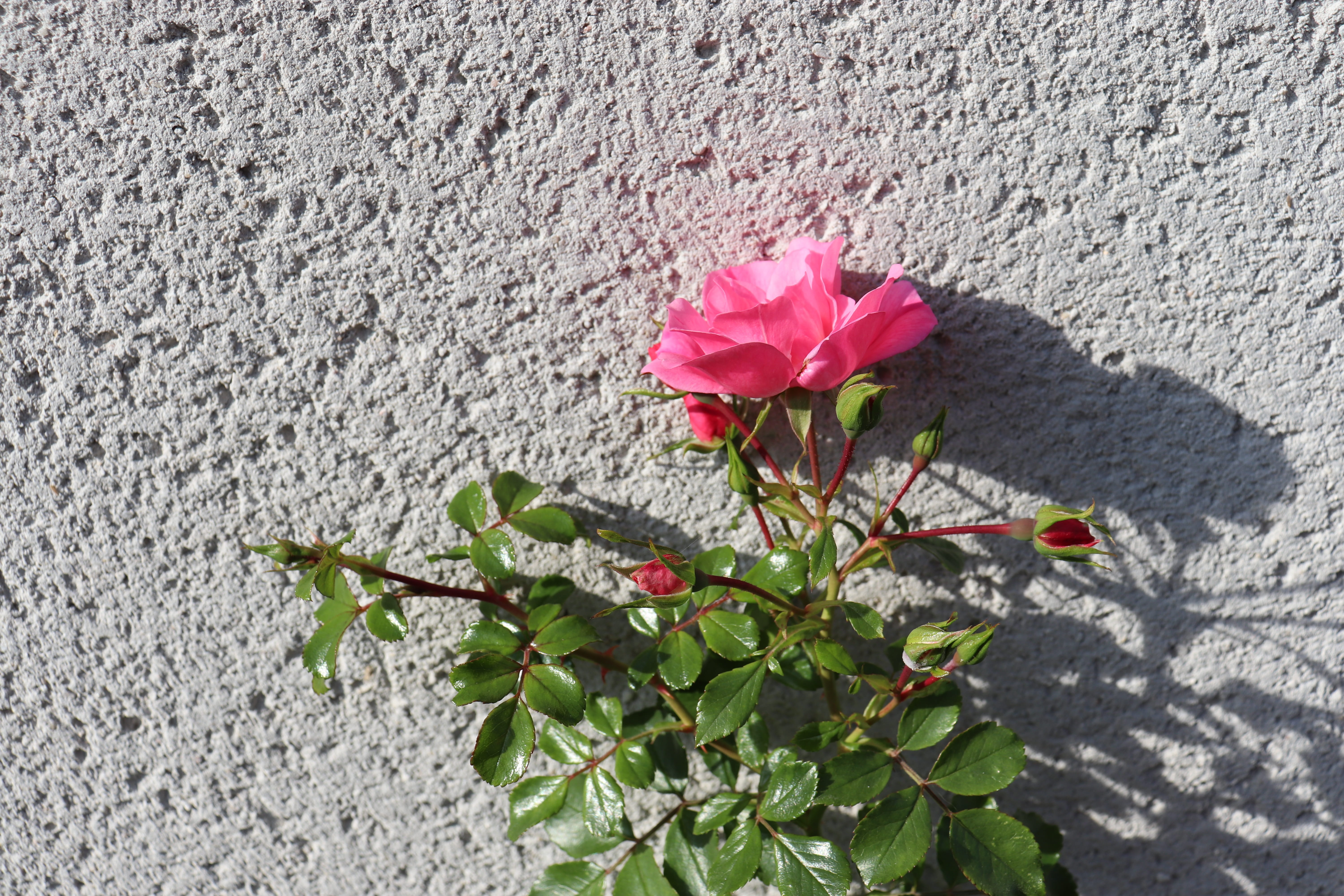 light of autumn, fragility, day, vulnerability, light grey wall, wall - building feature, pink color, flowering plant, pink, fall season, growth, rosebush, HD Wallpaper