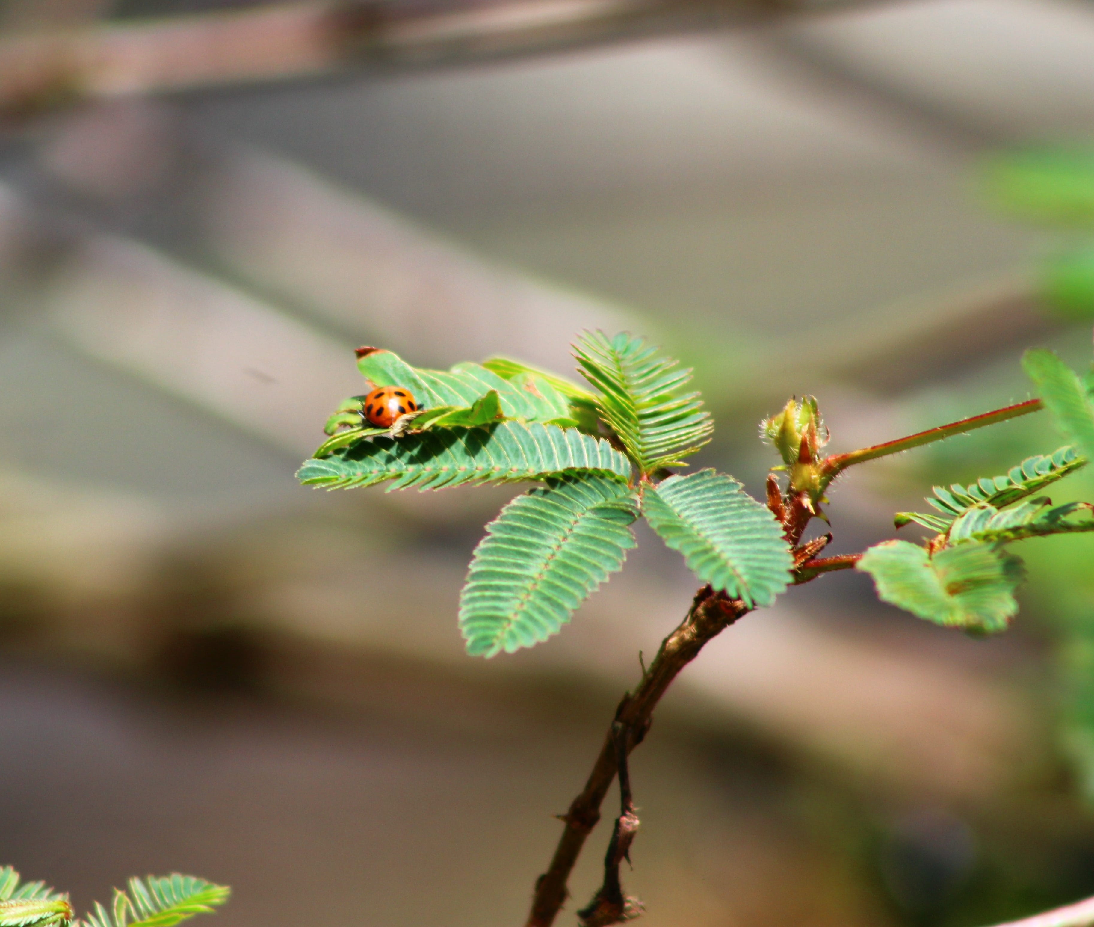 animal wildlife, leaf, insect, tree, nature, green color, animal, beauty in nature, animals in the wild, one animal, focus on foreground, growth, wildlife, HD Wallpaper