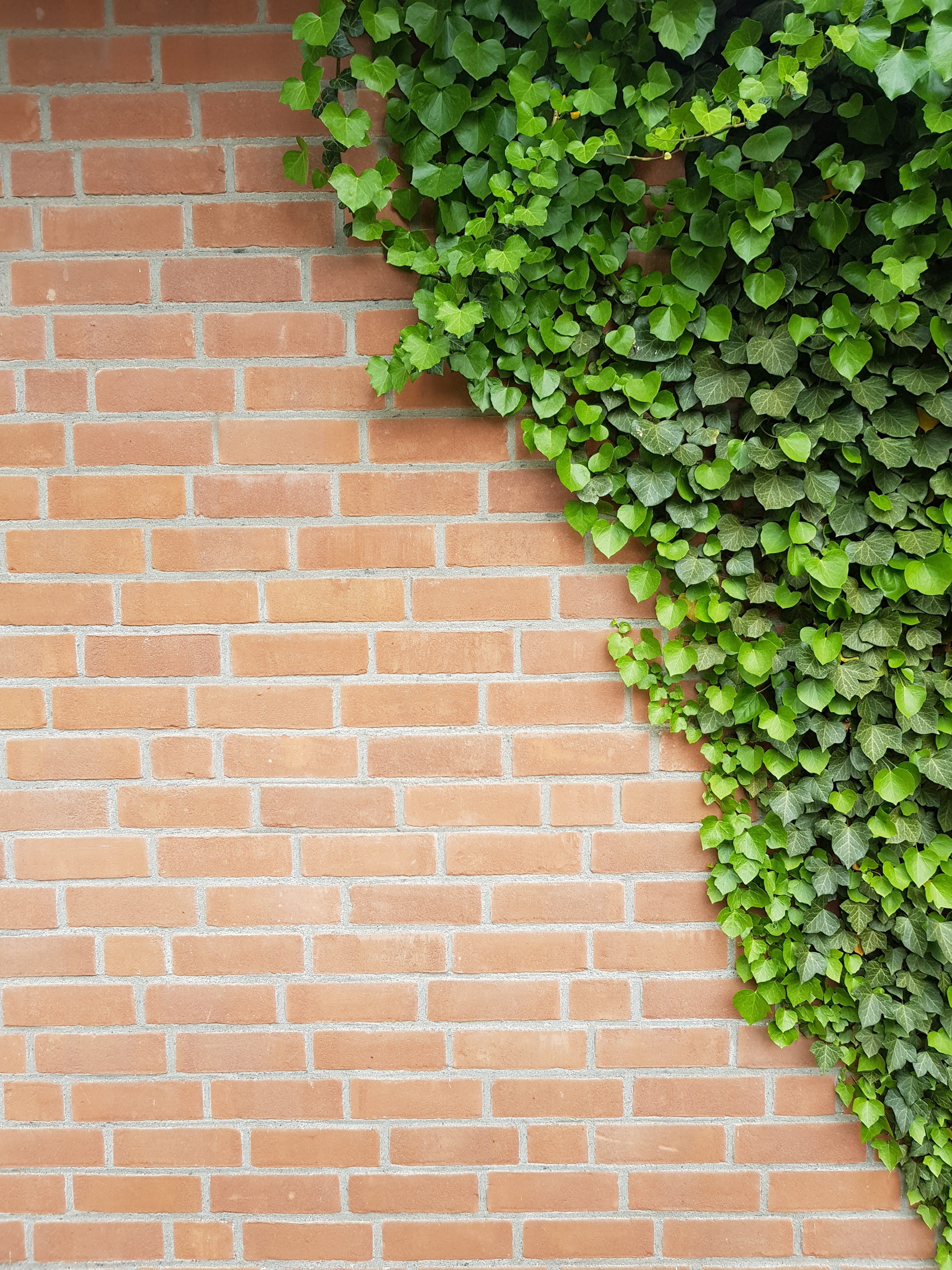 architecture, outdoors, built structure, brick wall, growth, leaves, no people, plant part, clinker bricks,, out, plant, pattern, building, Phone HD Wallpaper