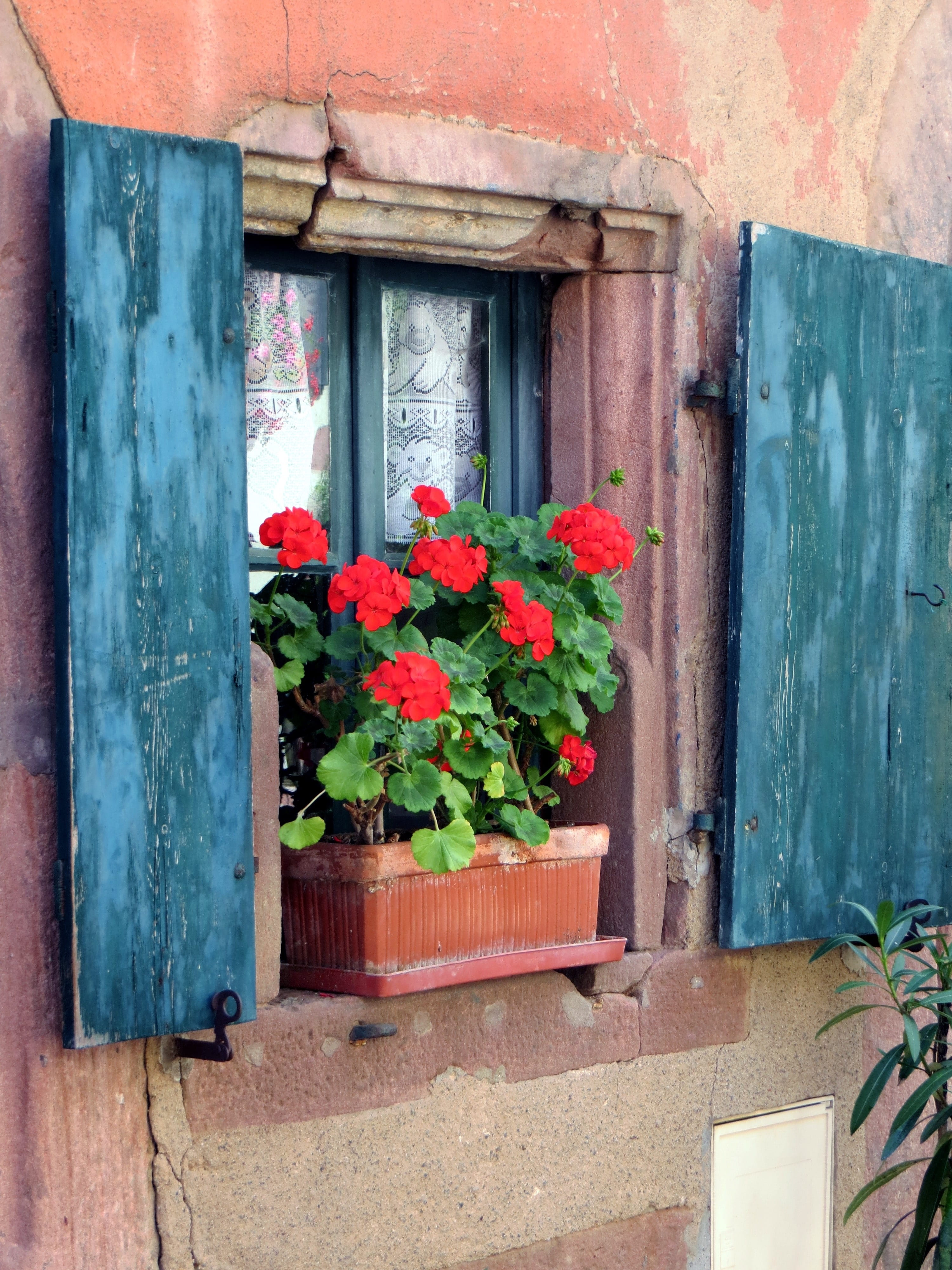 architecture, growth, clay, nature, colorful, window, day, truss, hauswand, no people, flowers, alsace, old, 4K, wood - material, potted plant, france, Phone HD Wallpaper
