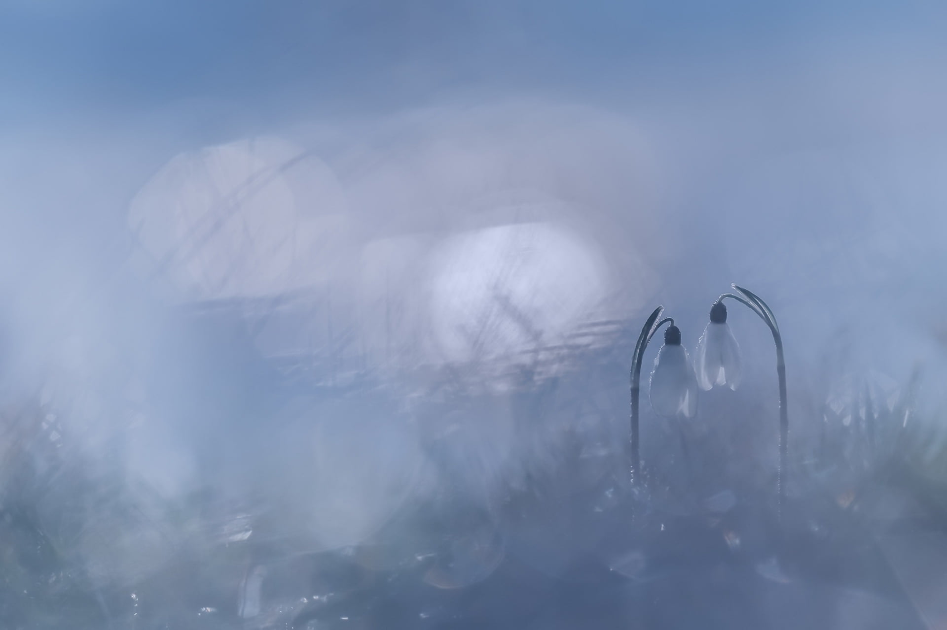 selective focus, winter, vulnerability, beauty in nature, fragility, flowers, plant, fog, love, emotion, no people, day, 1080P, outdoors, close-up, positive emotion, HD Wallpaper