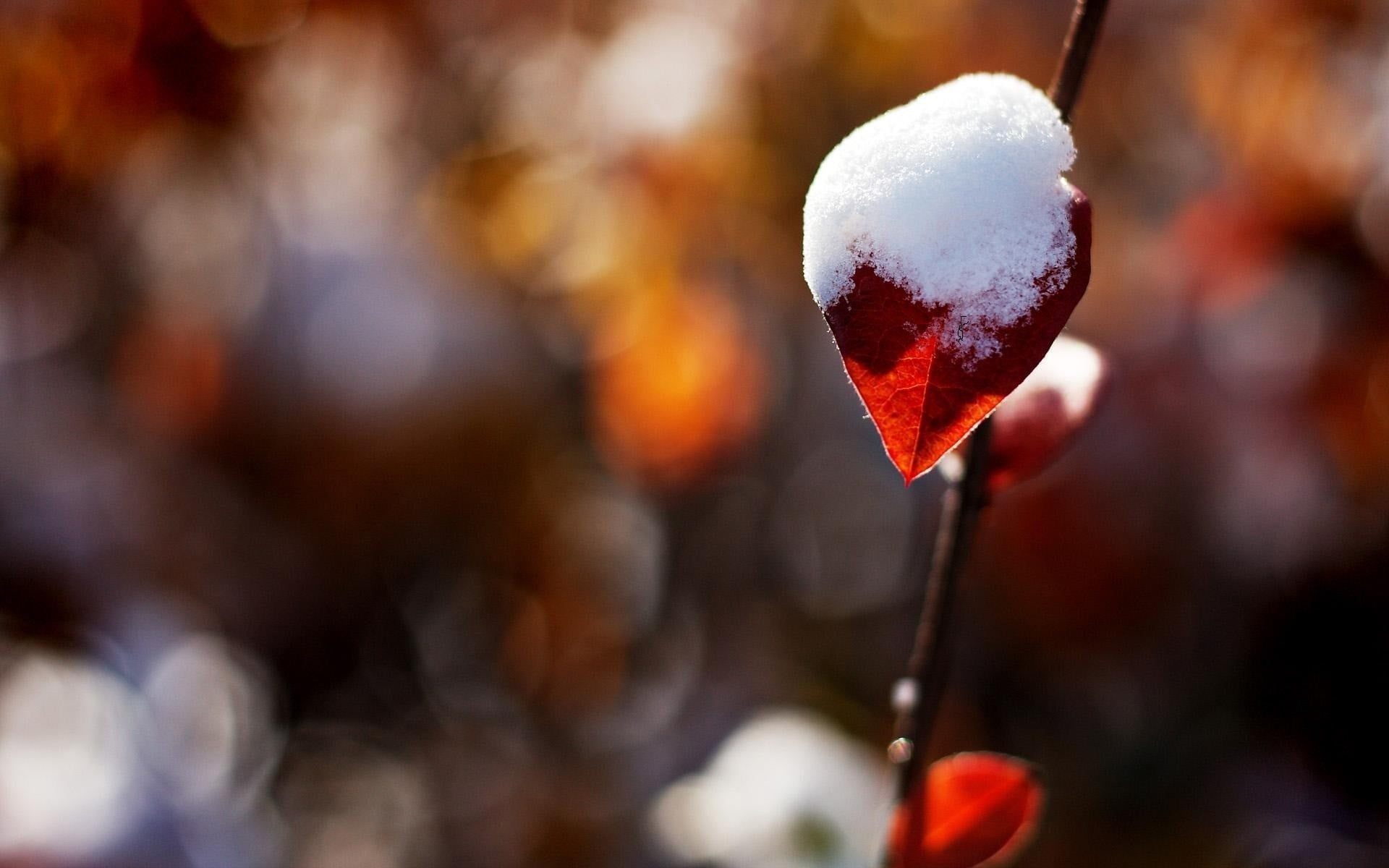 heart Shape, no People, defocused, valentines Day - Holiday, snow, symbol, lollipop, love, winter, food, food and drink, covered, cold temperature, selective focus, HD Wallpaper