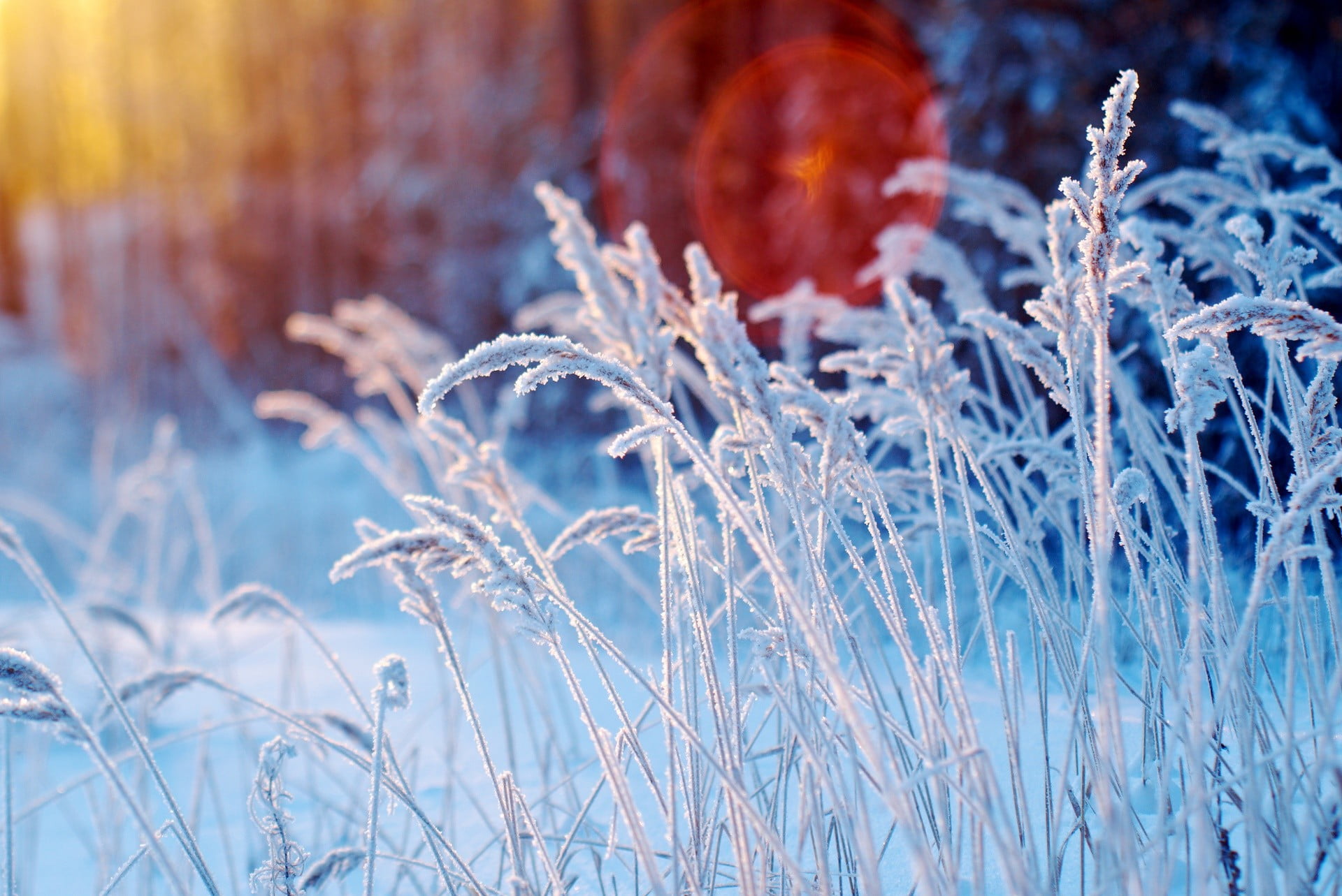 depth of field, focus on foreground, daytime, frost, no People, ice Crystal, snow, flowers, tree, beauty In Nature, flower, meadow, season, day, summer, HD Wallpaper
