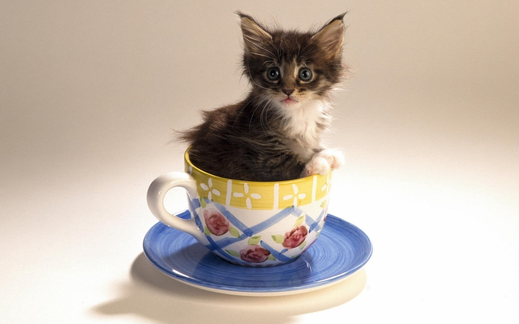 domestic, pets, portrait, one animal, fluffy, sitting, young animal, whisker, brown, 720P, cat, kitten, looking at camera, domestic cat, cup, mottled, HD Wallpaper
