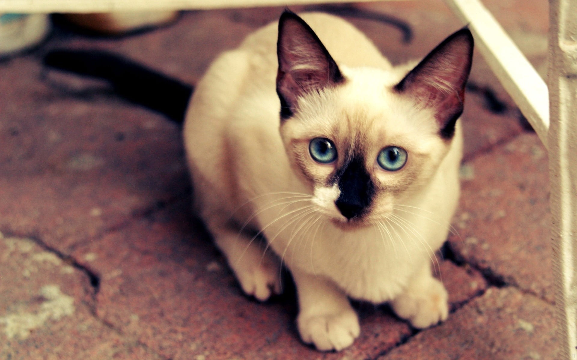 siamese, cat, animal Eye, siamese Cat, face, looking at camera, domestic Animals, kitten, adult, no people, fur, mammal, sitting, vertebrate, young Animal, HD Wallpaper