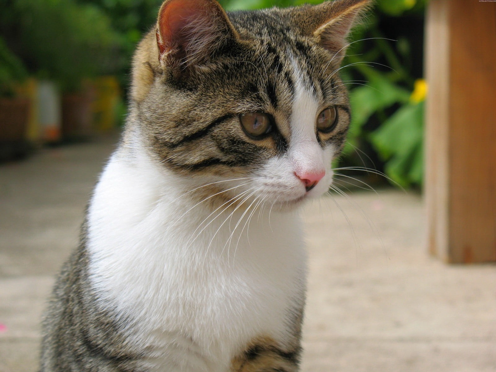 fluffy, paw, domestic Cat, mottled, young Animal, feline, kitten, whisker, outdoors, beautiful, focus on foreground, day, muzzle, color, striped, vertebrate, HD Wallpaper