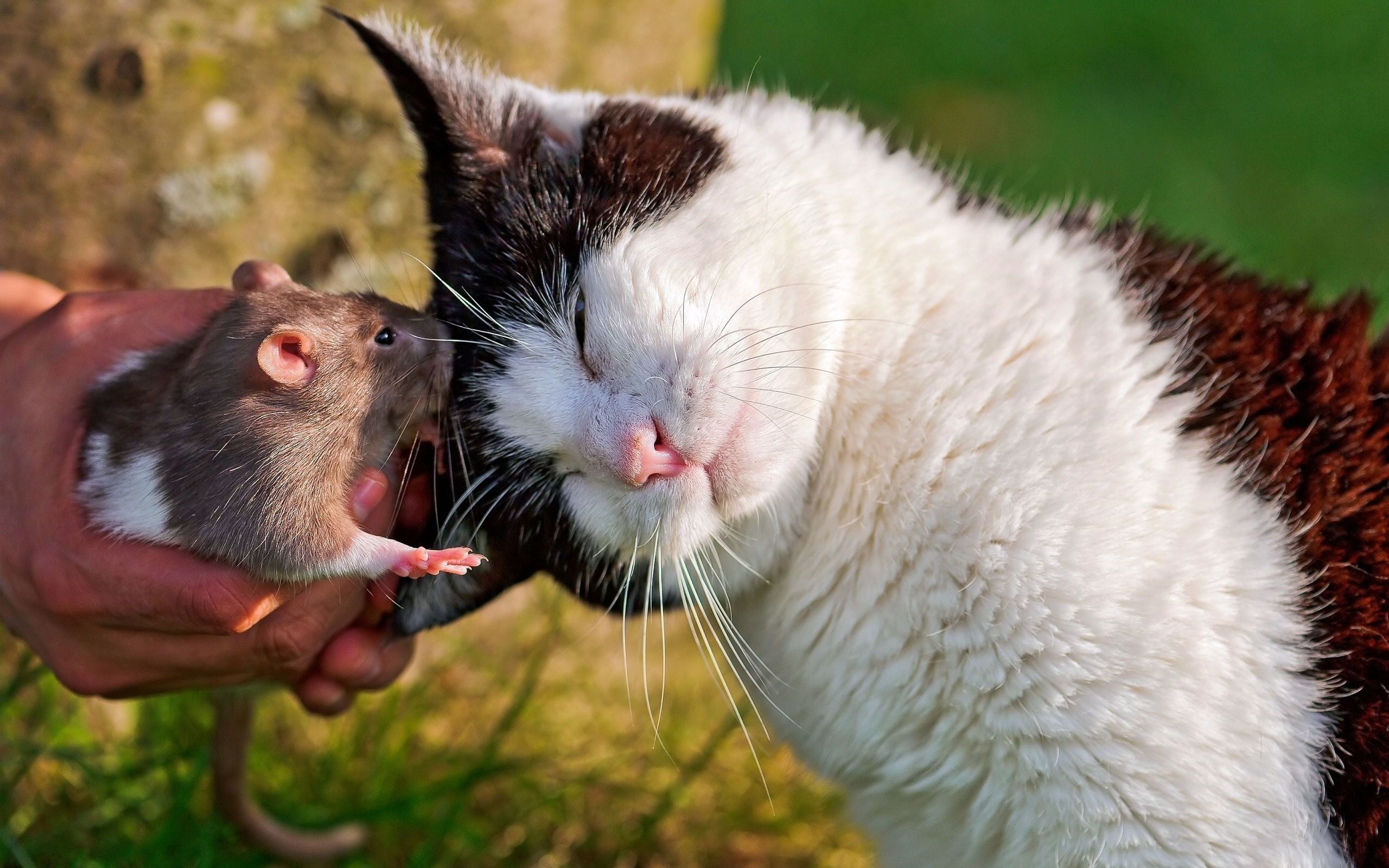 animal, domestic Cat, one Animal, hand, cute, domestic, mammal, feline, white, animal head, cat, whisker, grass, day, young Animal, looking, black, soft, HD Wallpaper