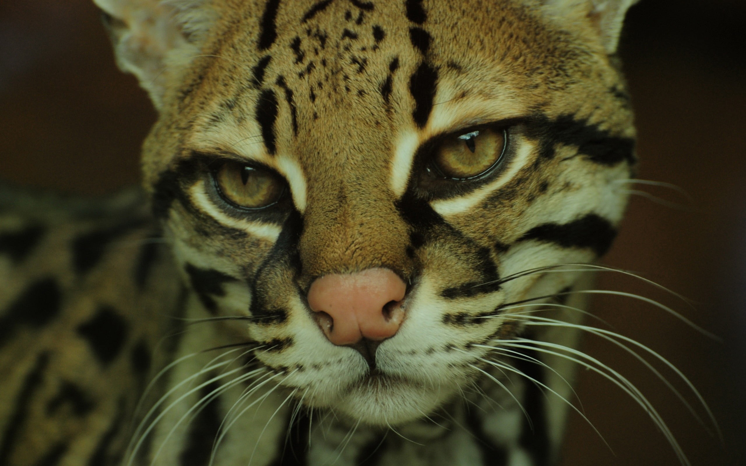 pets, mottled, eyes, big cat, aggression, animal head, mammal, carnivora, animal body part, animals in the wild, cat, portrait, black, looking at camera, HD Wallpaper