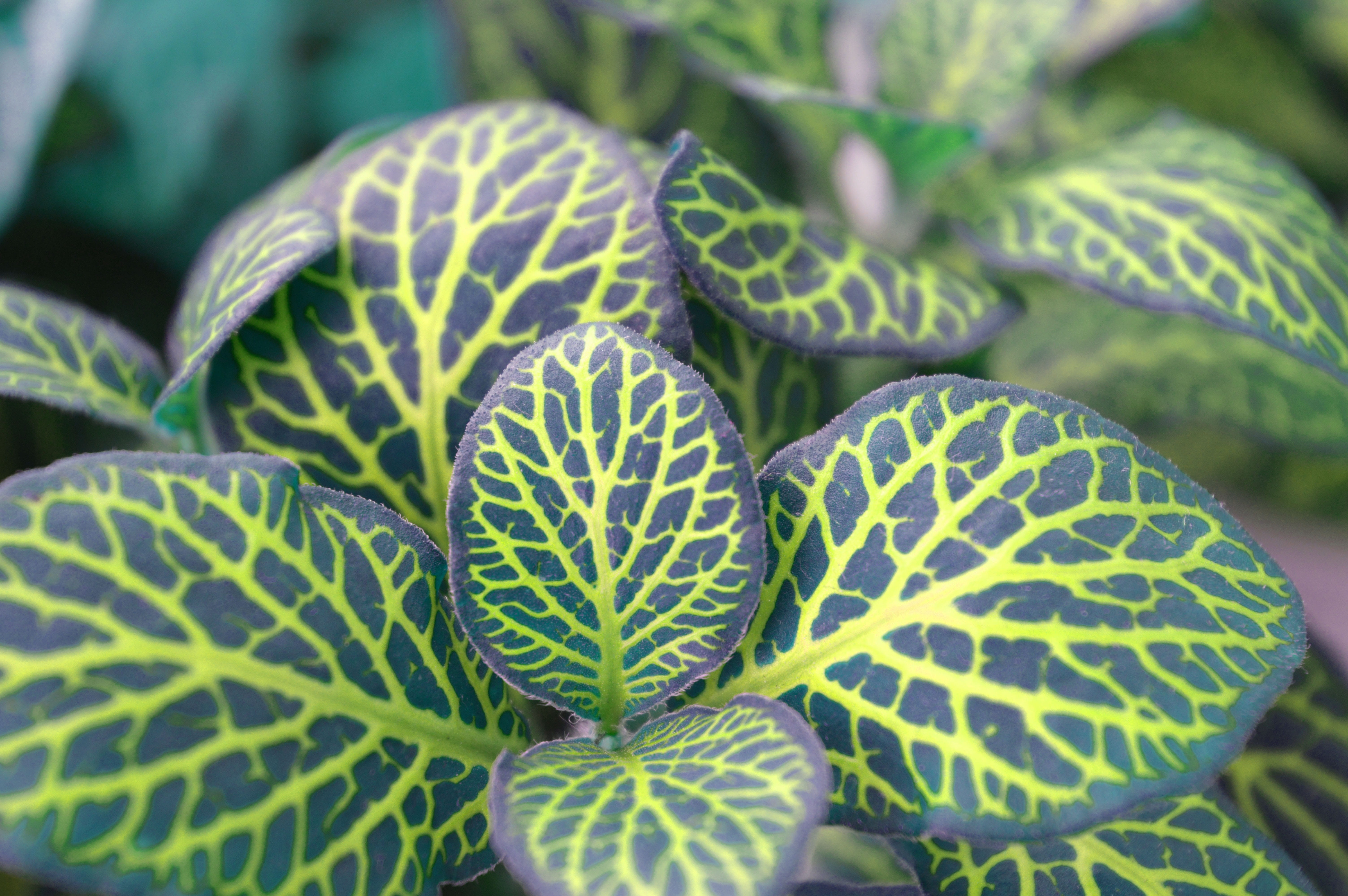 foliage, plant part, plant, variegated leaves, green, outdoors, no people, growth, leaves, leaf, day, food and drink, mottled, beauty in nature, healthy eating, HD Wallpaper