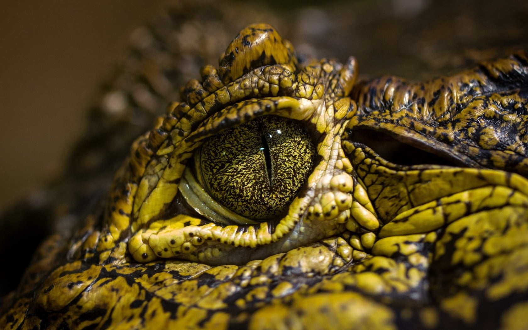 reptile, large, no people, carnivore, animal themes, animal wildlife, 720P, reptiles, close-up, wildlife, sign, mottled, one animal, selective focus, crocodile, HD Wallpaper