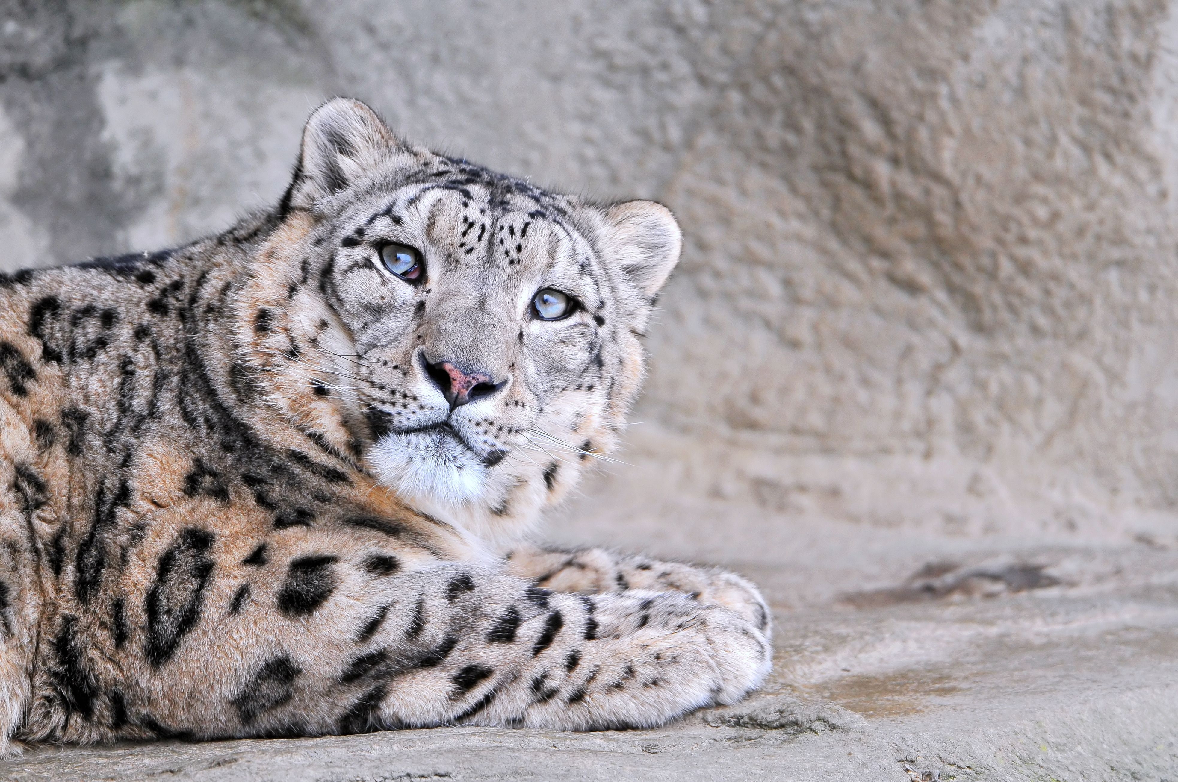 eyes, 4K, mottled, snow leopard, face, HD Wallpaper