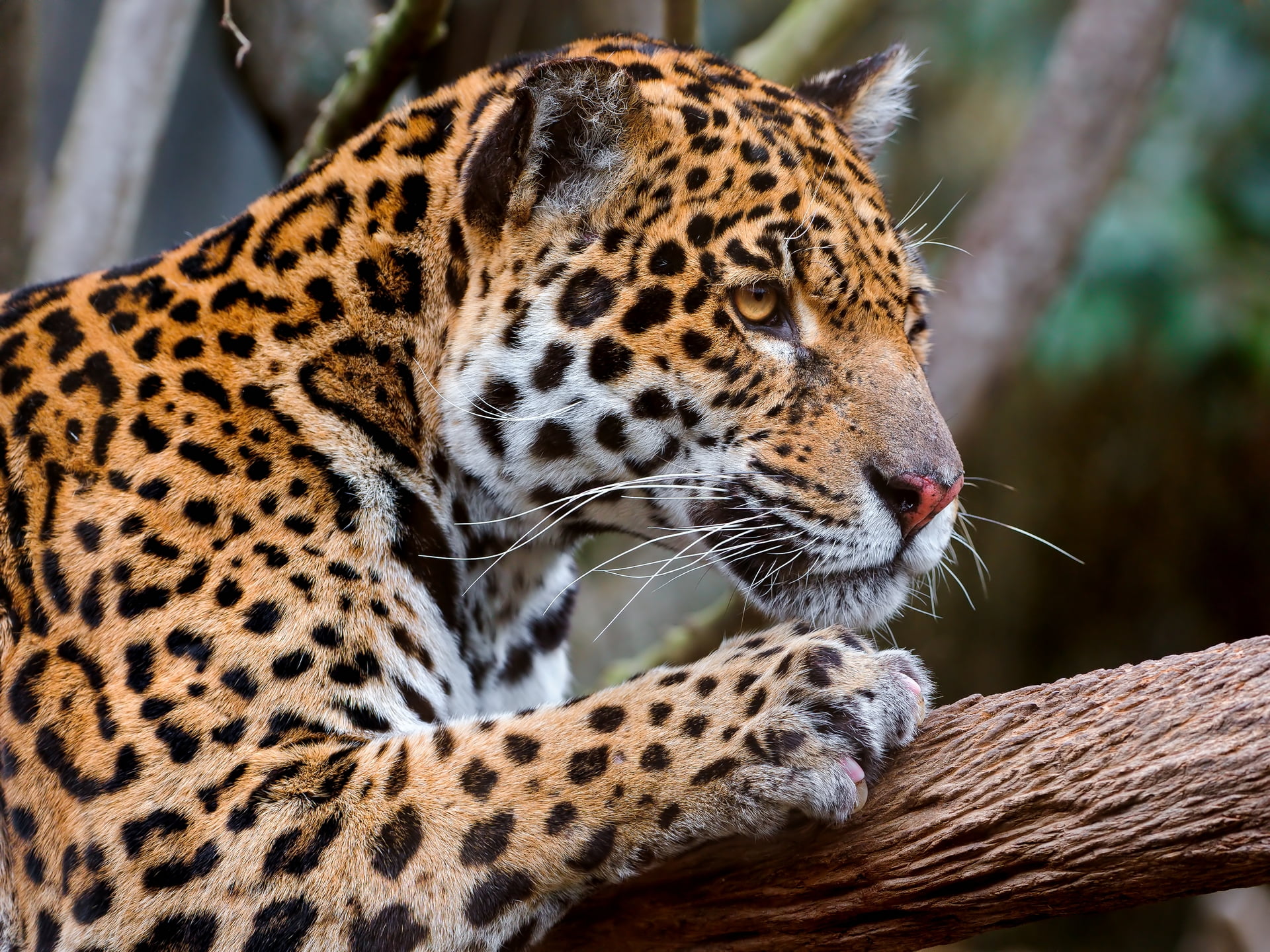 wilderness Area, large, animal Head, mammal, africa, exoticism, cat, animal markings, mottled, outdoors, leopard, zoo, no People, 1080P, close-up, relaxation, HD Wallpaper