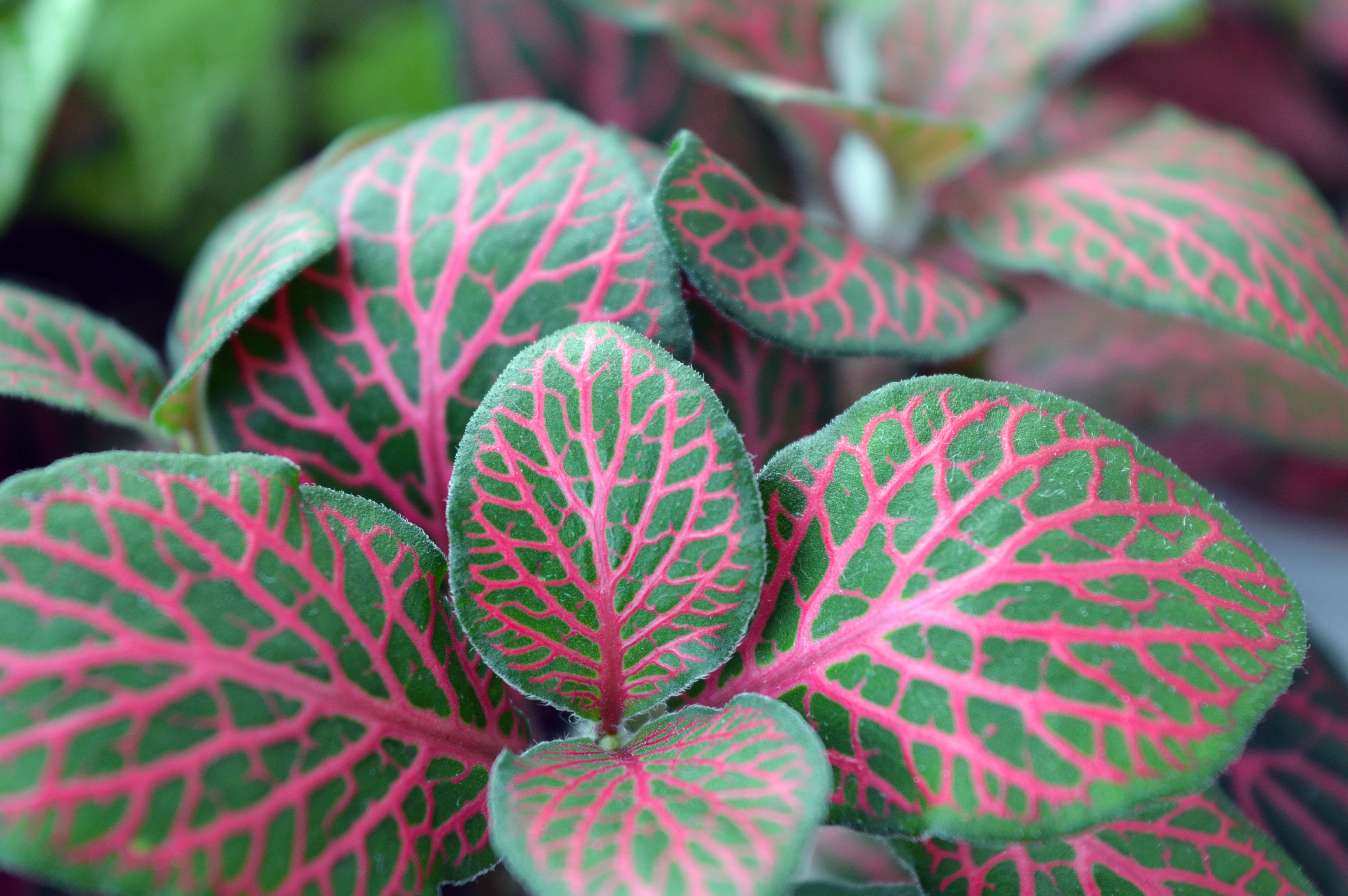 red, selective focus, bright, beauty in nature, fittonia, leafed, healthy eating, house plant, 5K, green color, food, backgrounds, market, day, full frame, HD Wallpaper