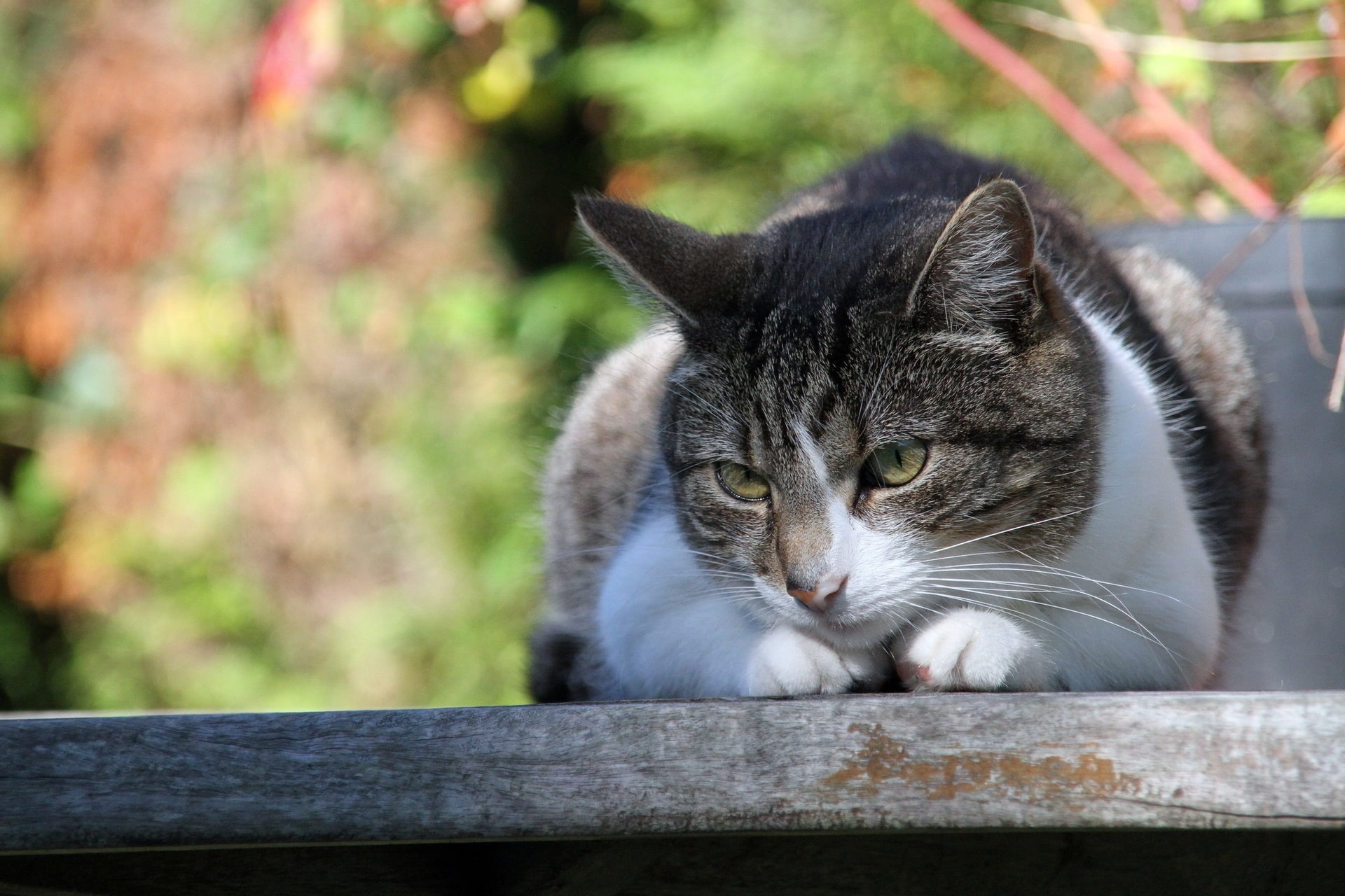 face, 1080P, down, eyes, cat, mottled, HD Wallpaper