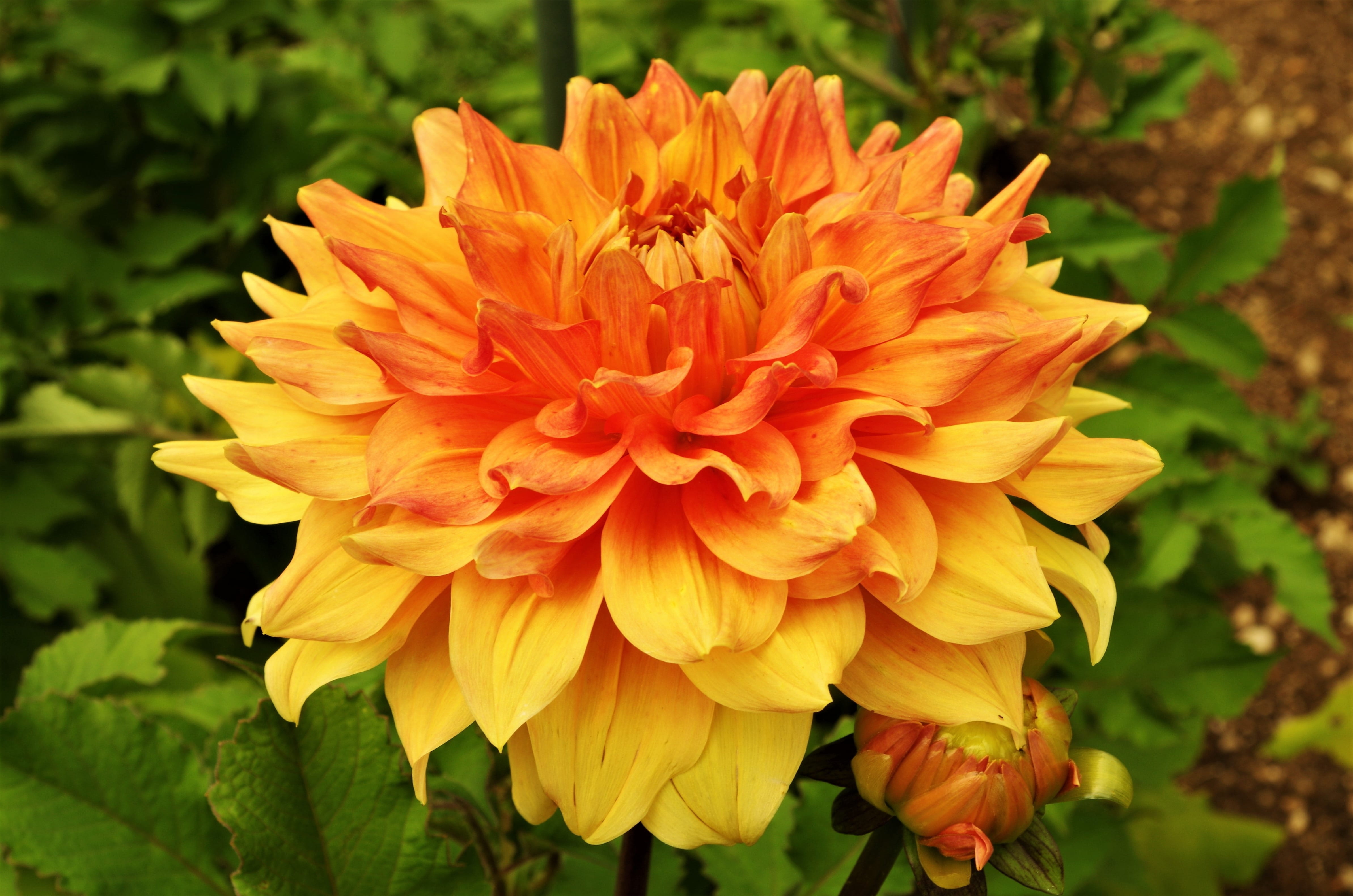 orange color, petal, vulnerability, plant, freshness, flowering plant, yellow, nature, outdoors, growth, 4K, focus on foreground, fragility, orange, flower head, HD Wallpaper