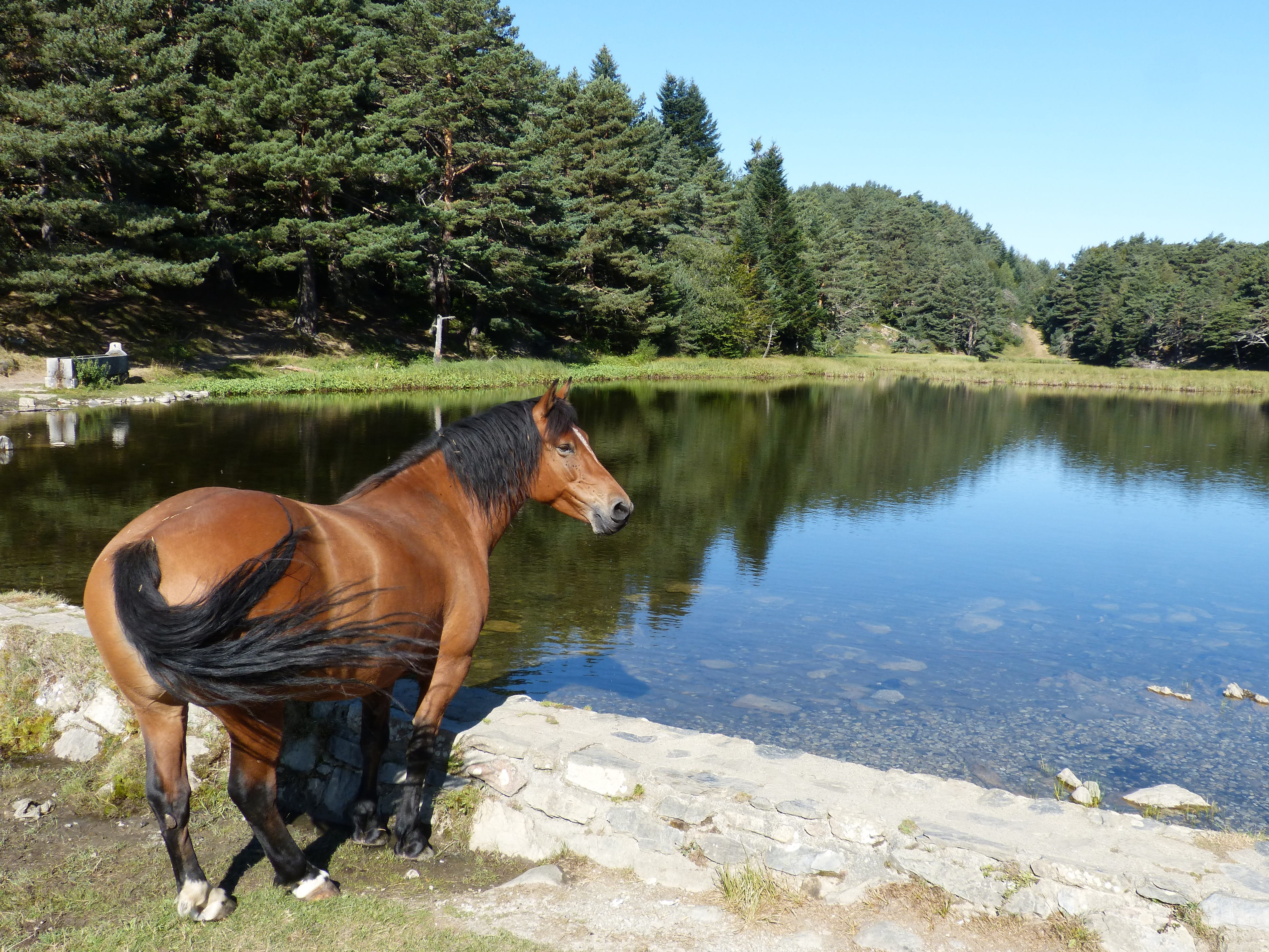 Val DAran, herbivorous, nature, bassa doles, lakeshore, Lake, Bassa, livestock, animal wildlife, one animal, day, pyrenee catalunya, 4K, plant, domestic animals, HD Wallpaper