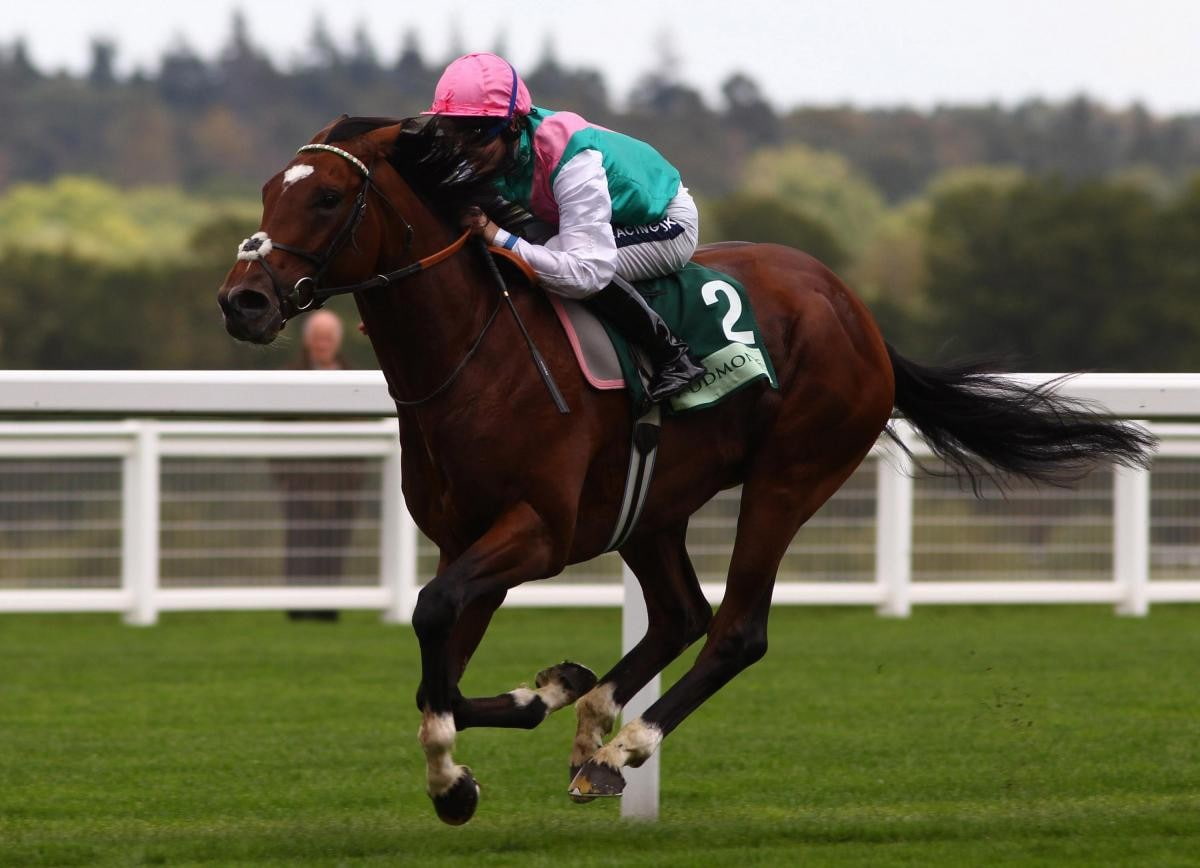 jockey, racing, animals, sports, hd, horse, art, british, 480P, horses, x, frankel, HD Wallpaper